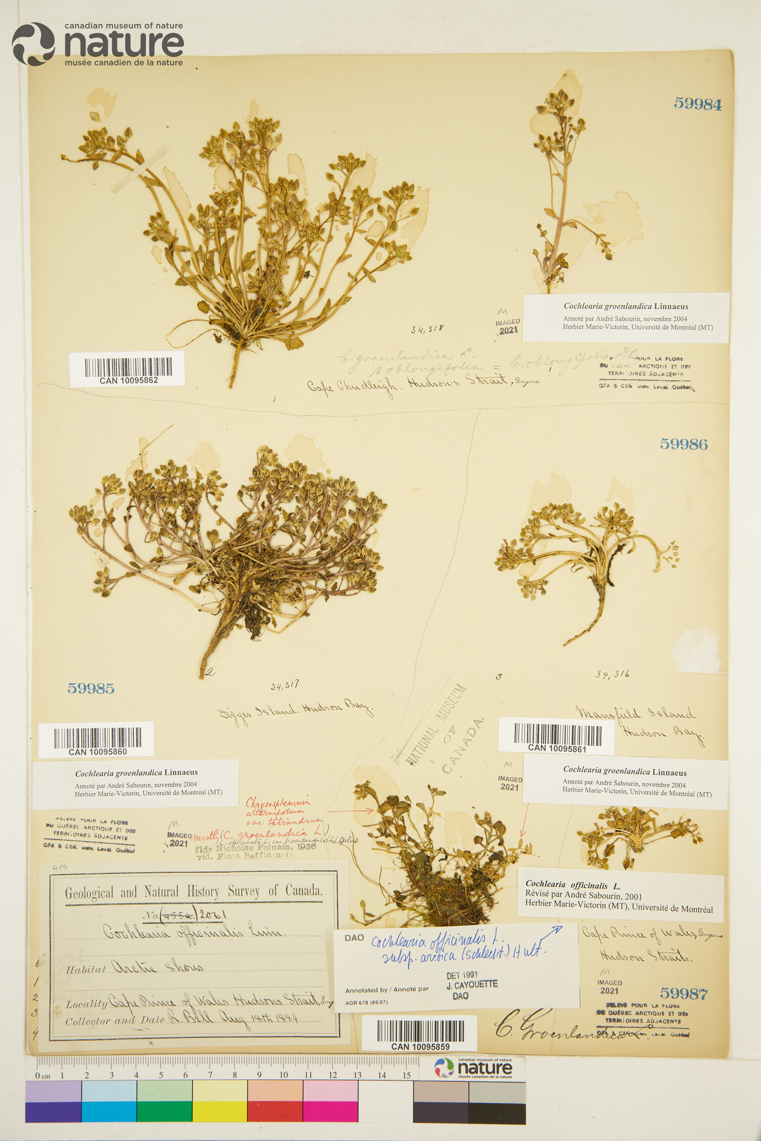 Cochlearia groenlandica image