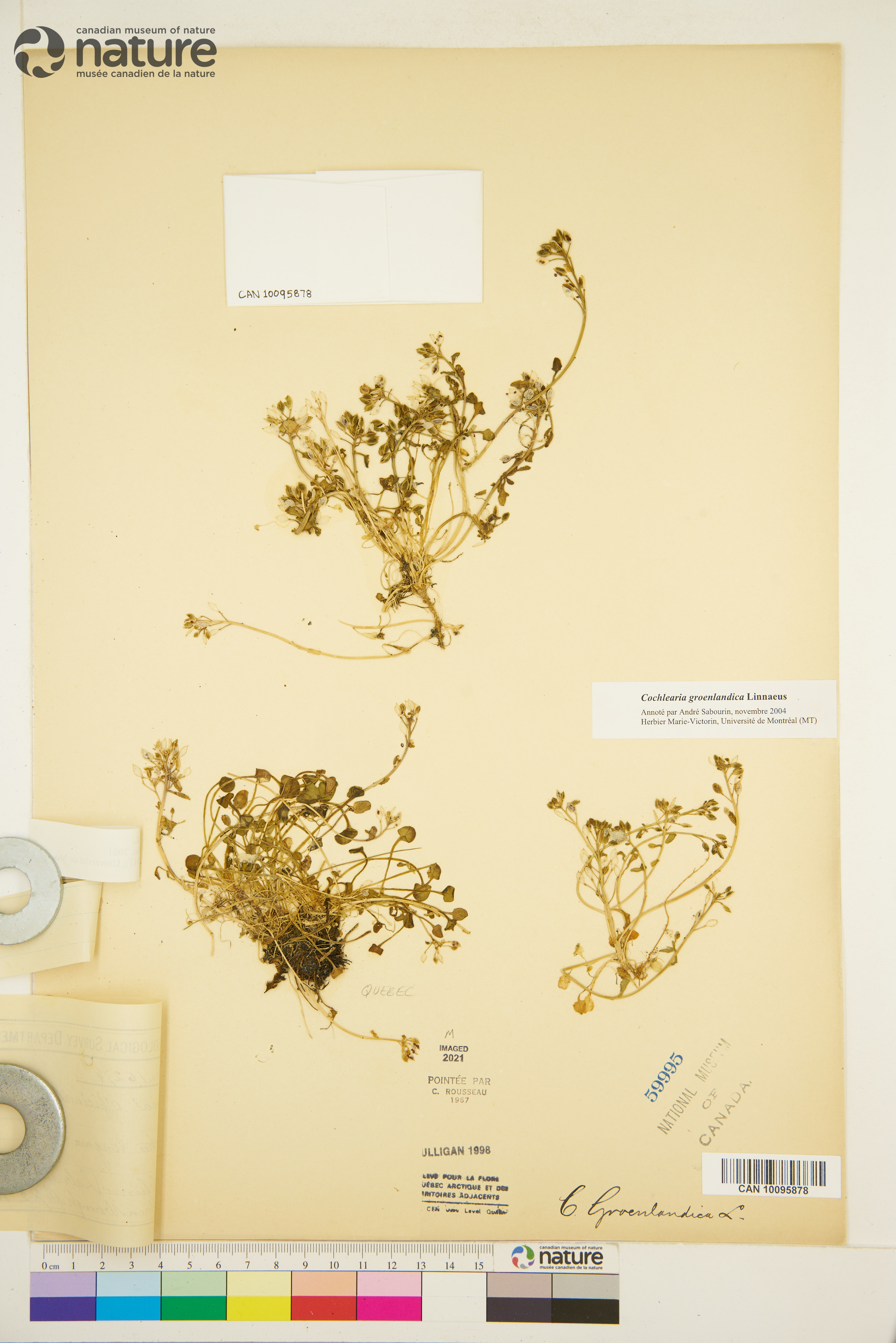 Cochlearia groenlandica image