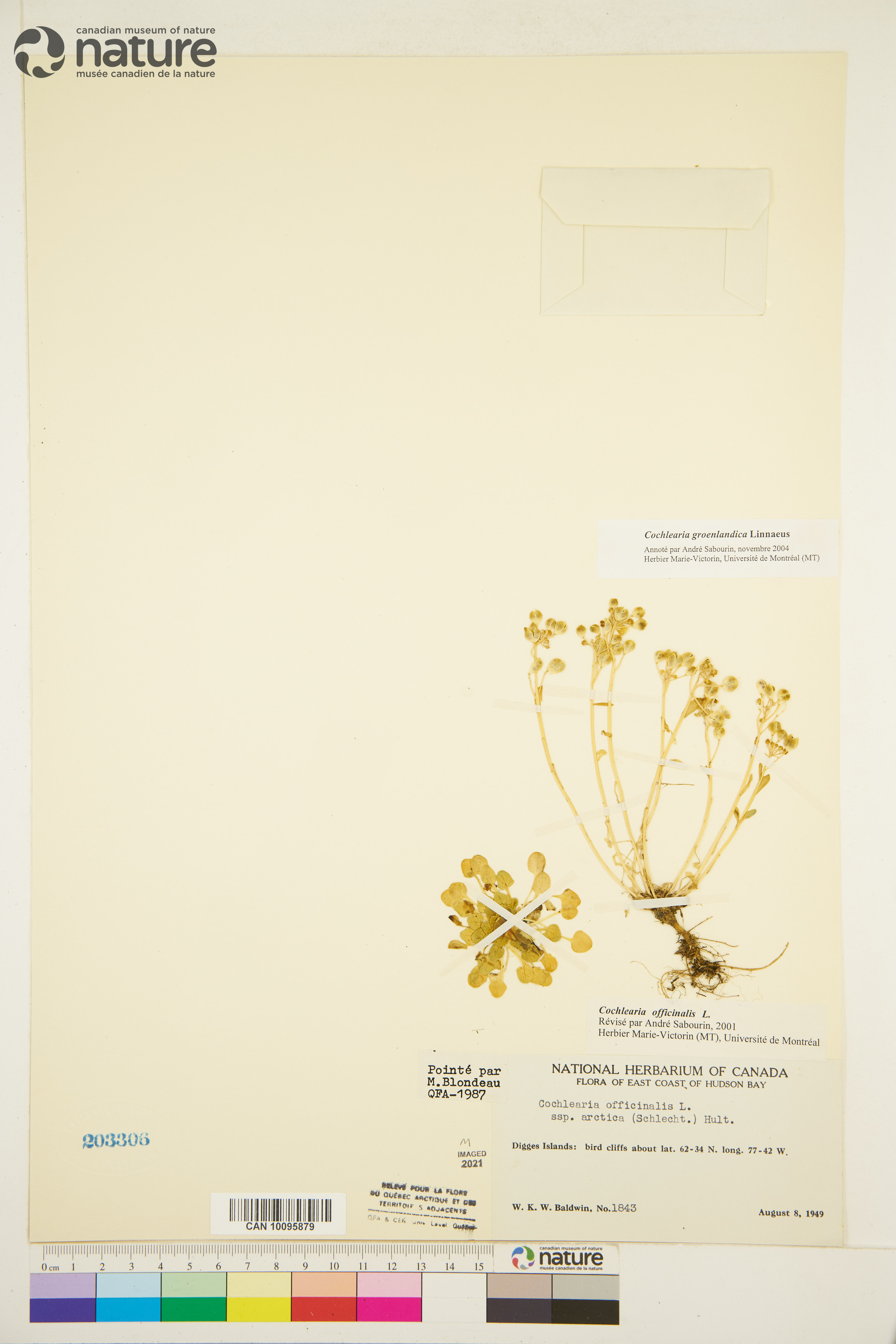 Cochlearia groenlandica image