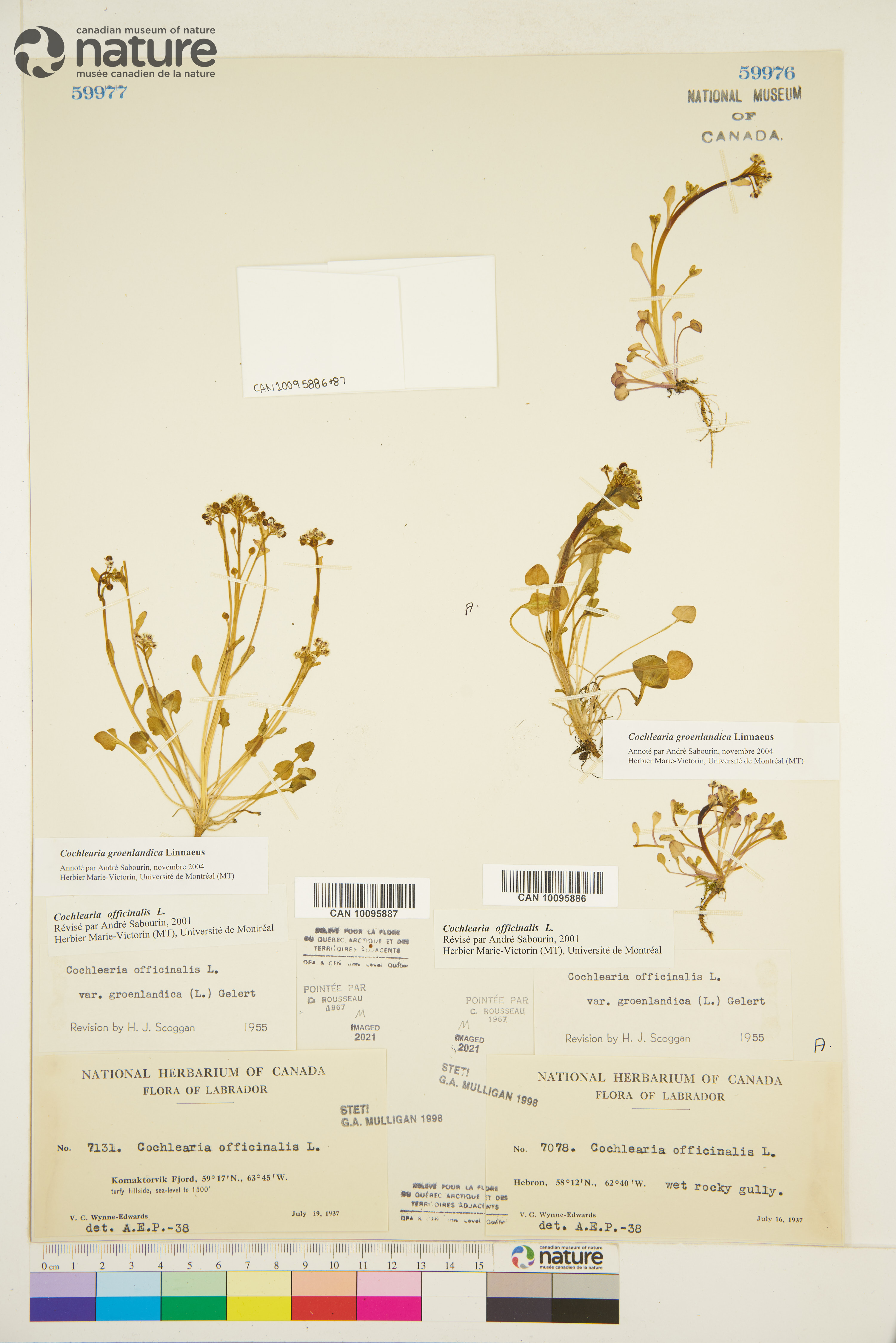Cochlearia groenlandica image