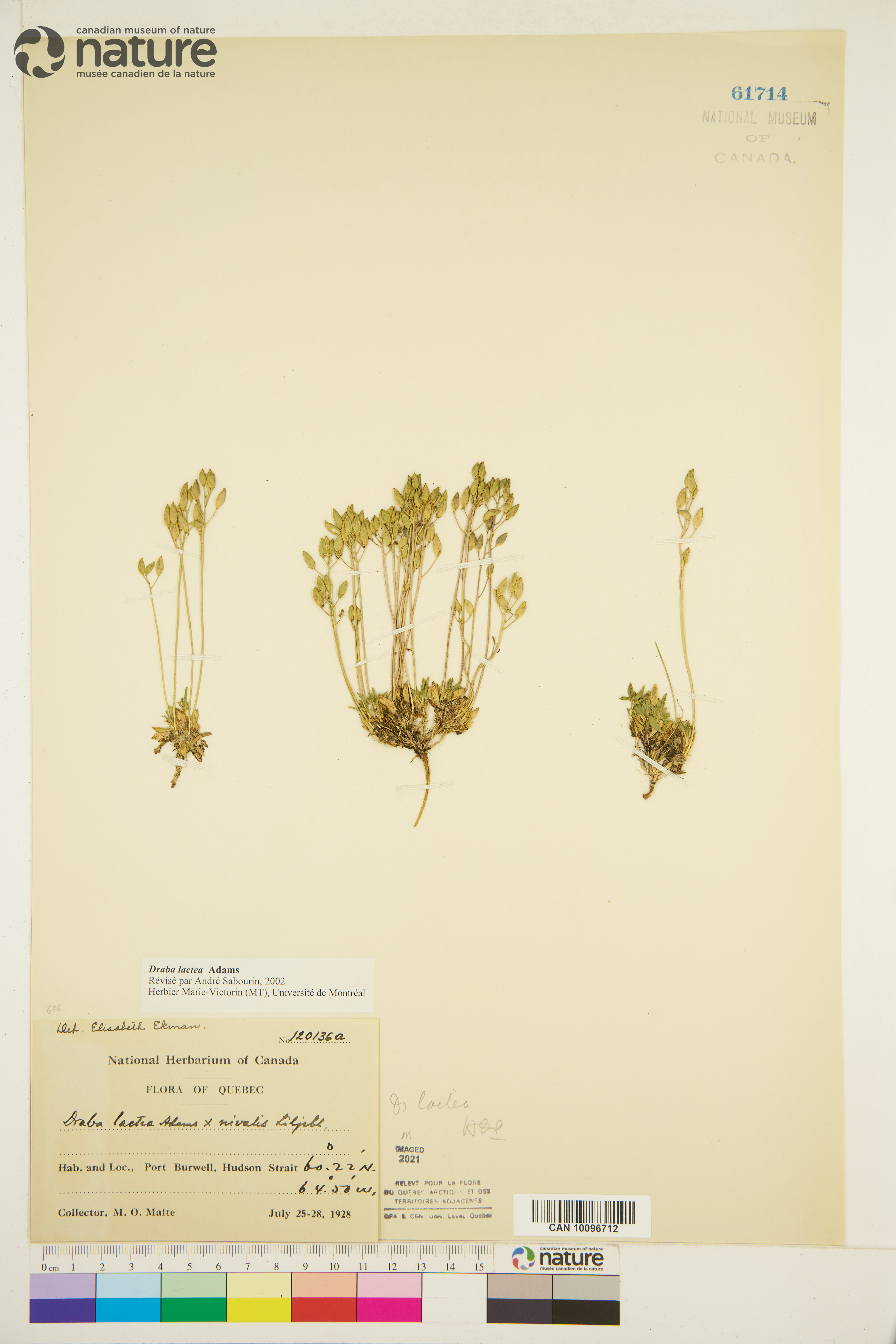 Draba lactea image