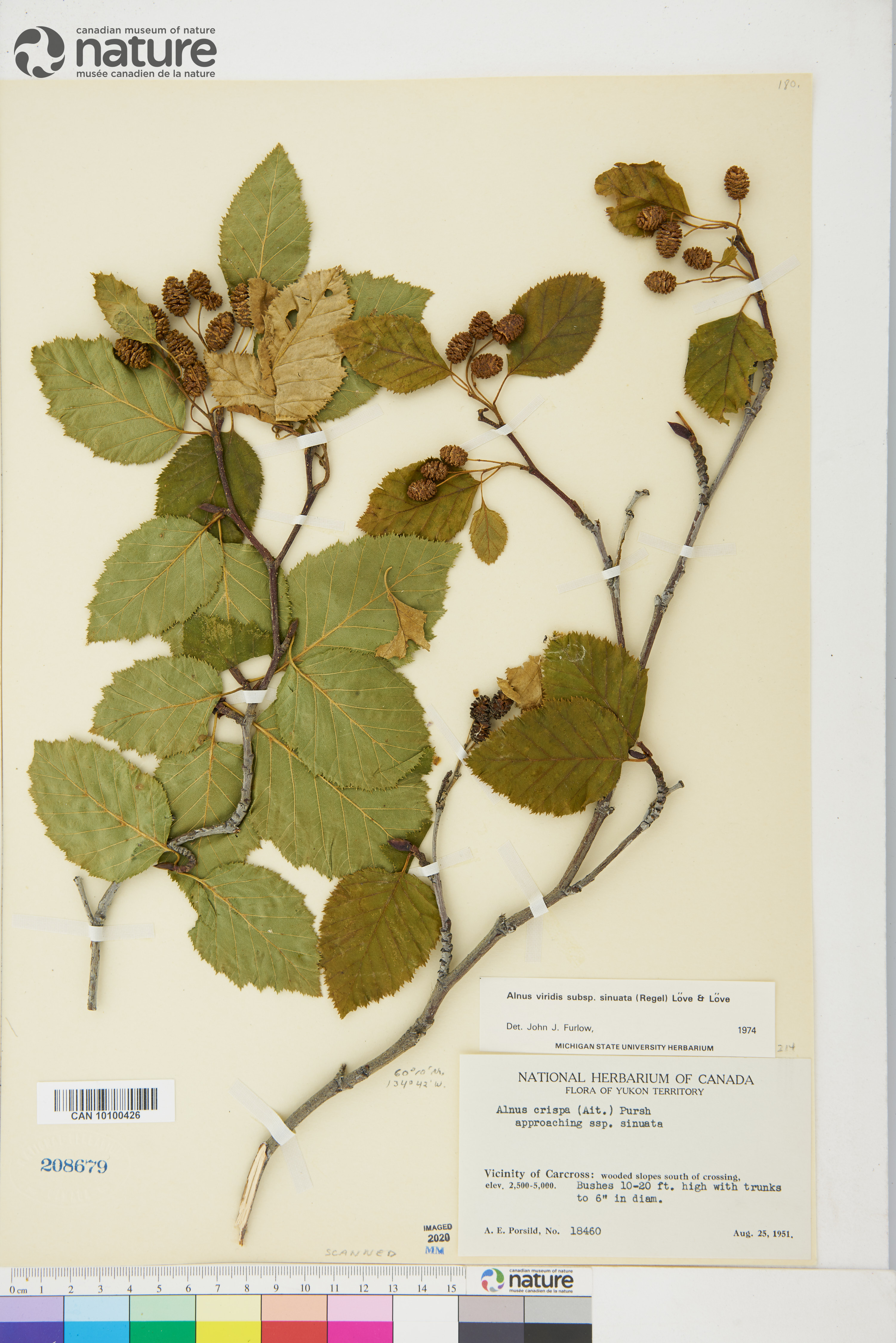 Alnus alnobetula subsp. sinuata image