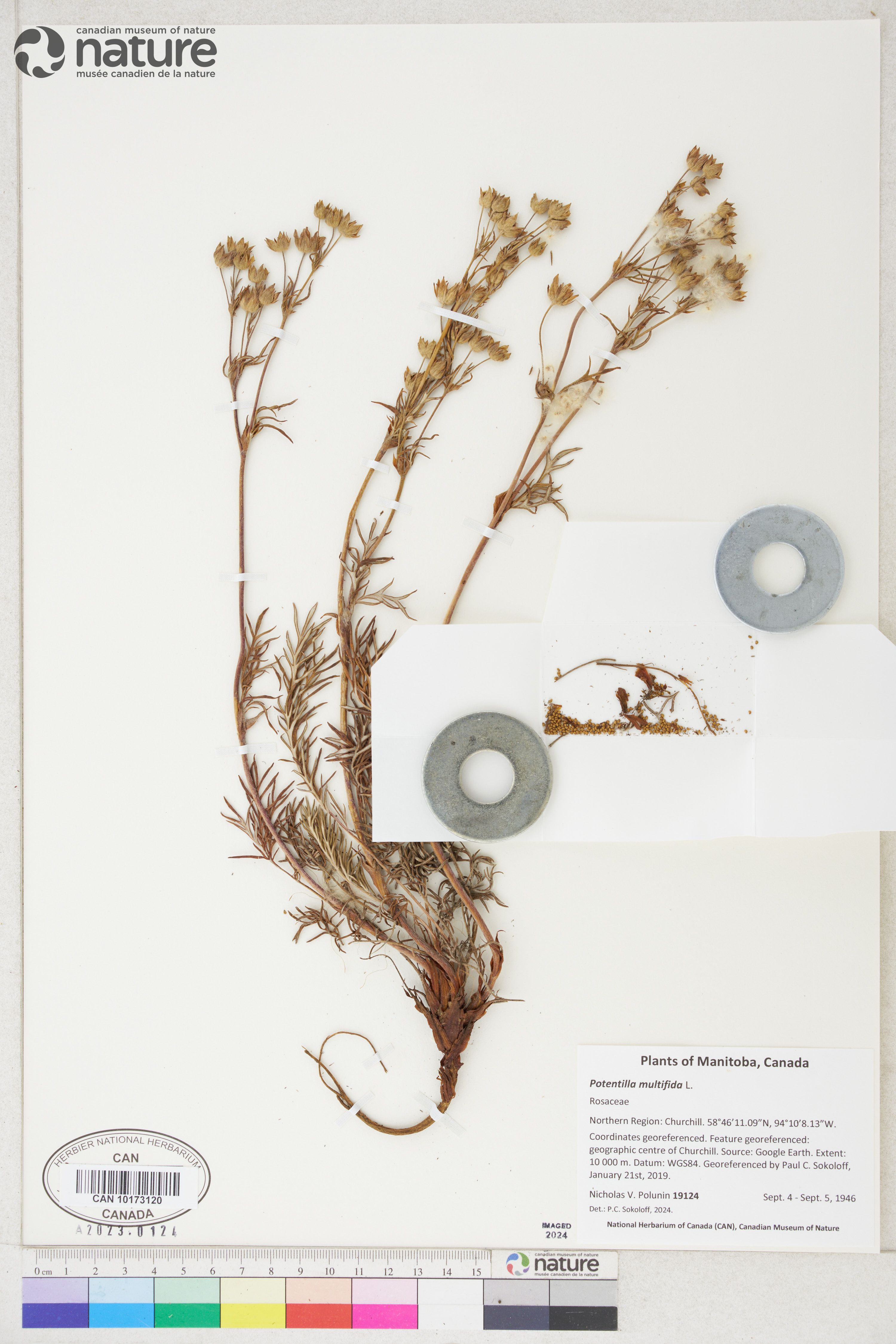 Potentilla bimundorum image