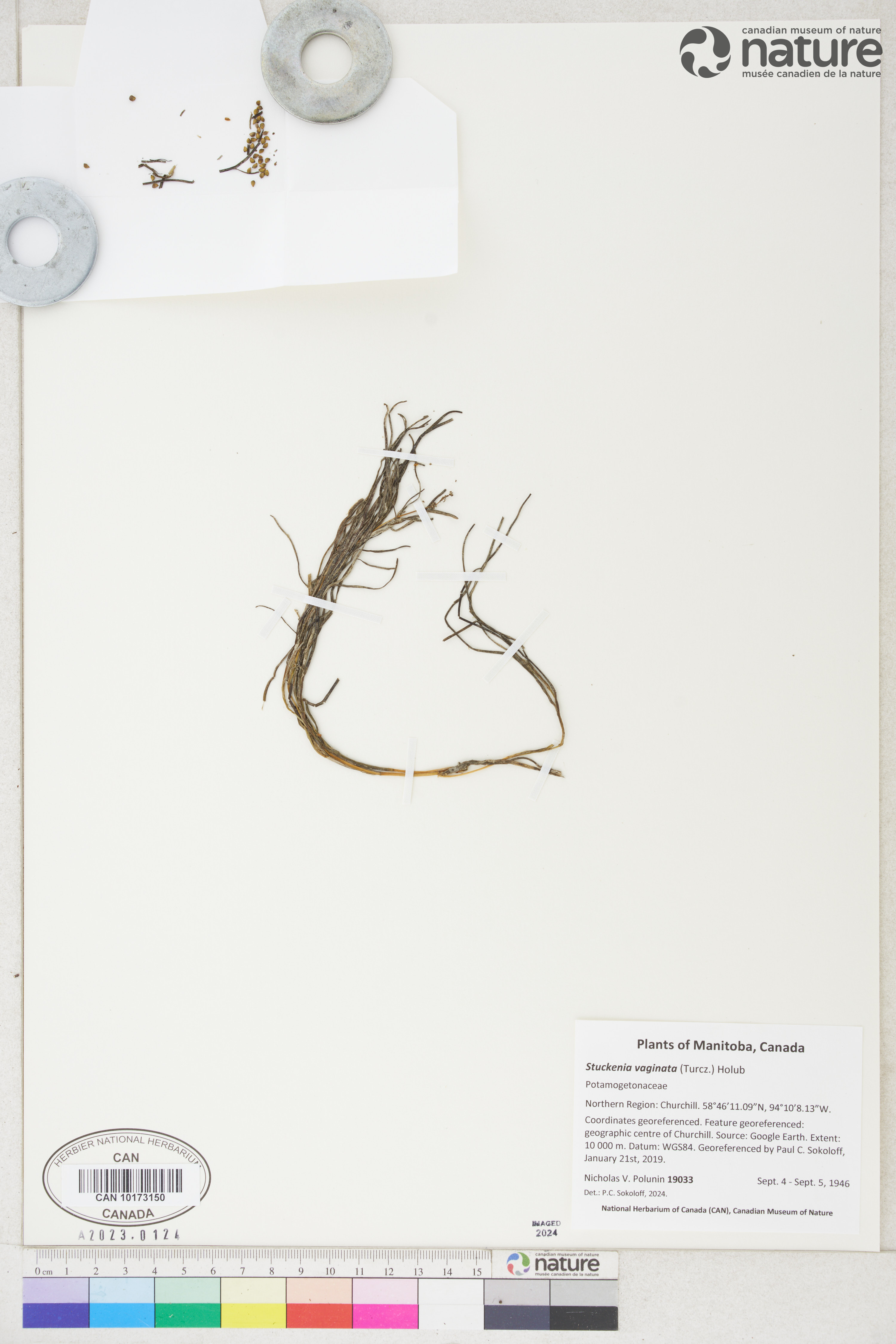 Stuckenia vaginata image