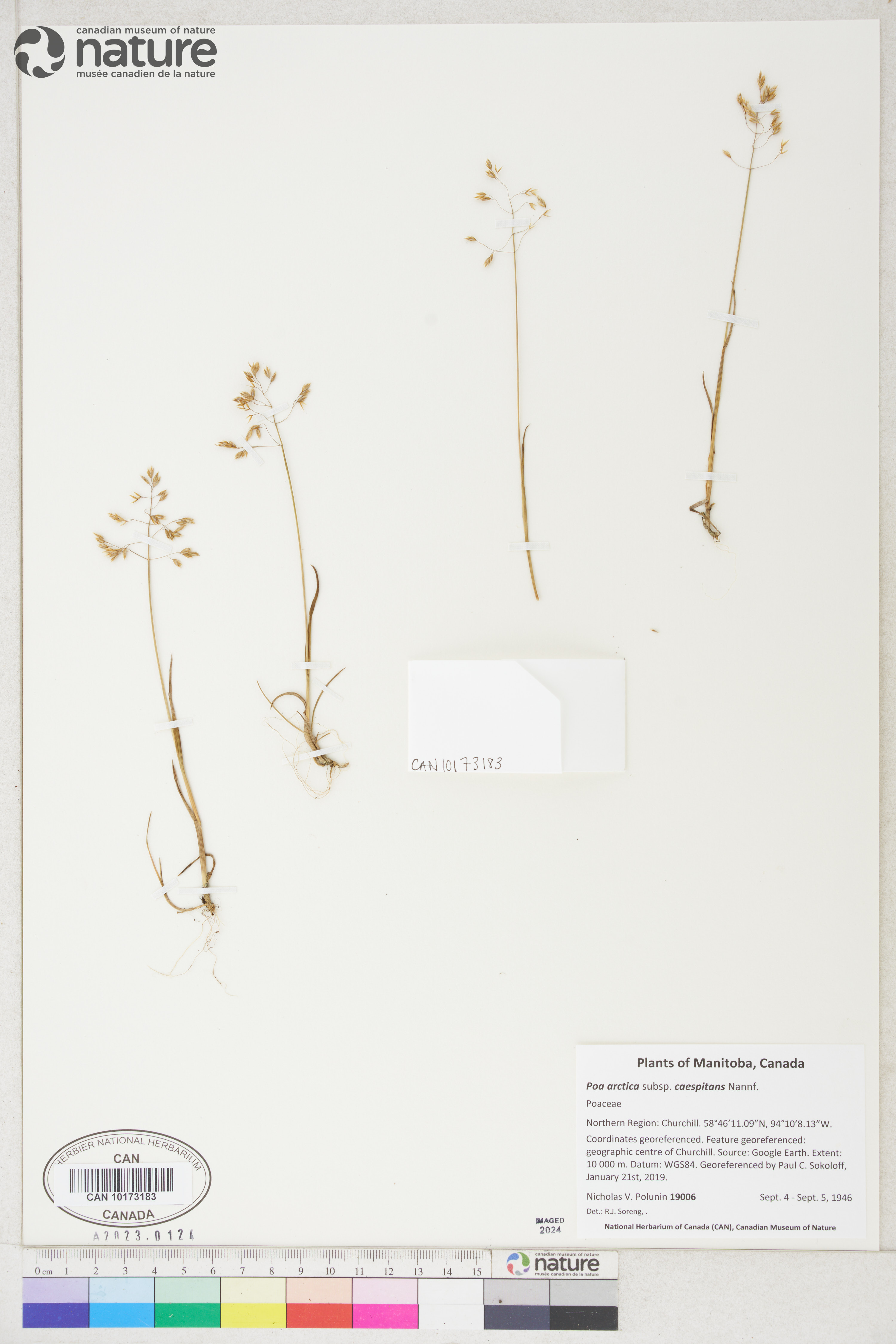 Poa arctica subsp. caespitans image