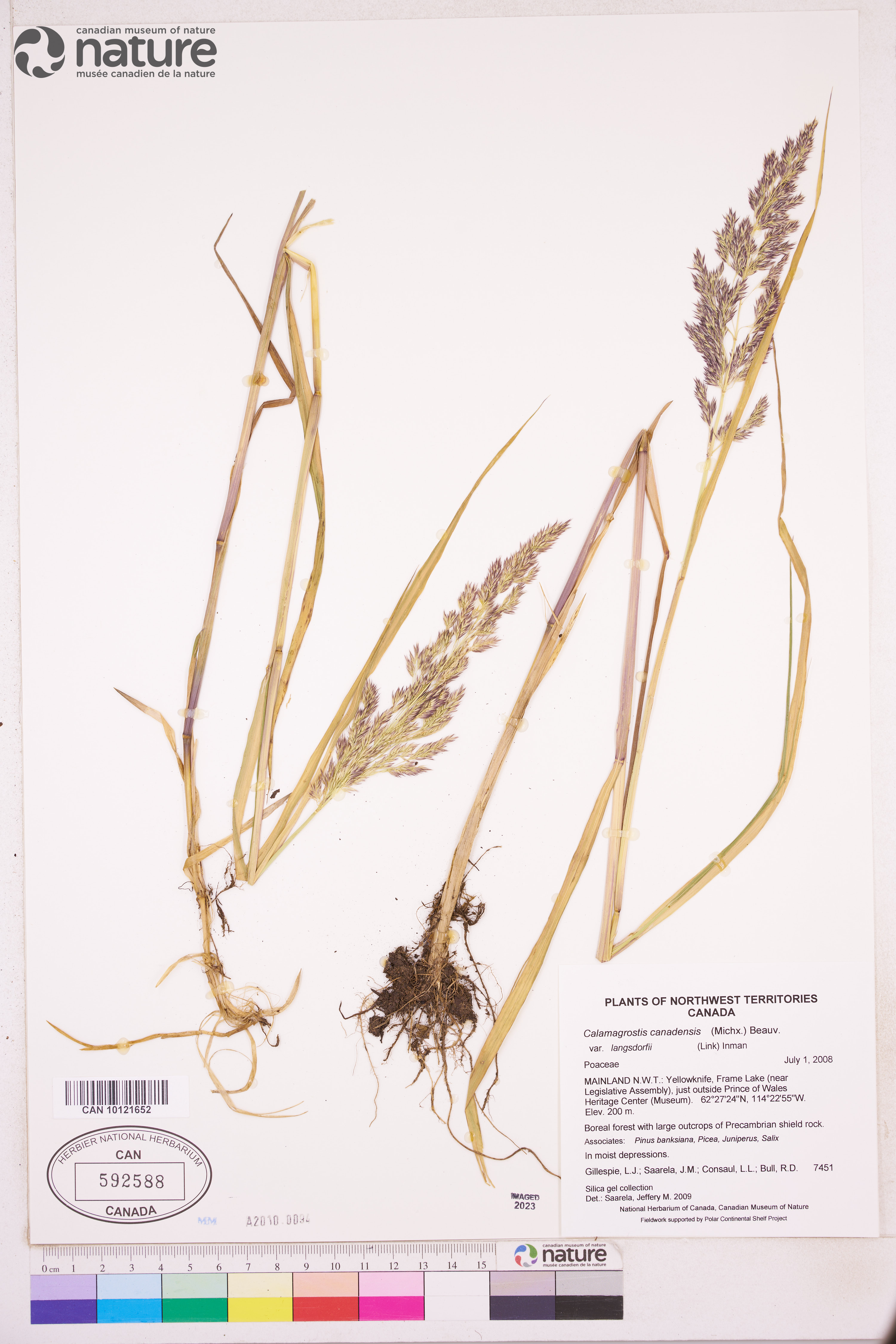 Calamagrostis canadensis subsp. langsdorffii image