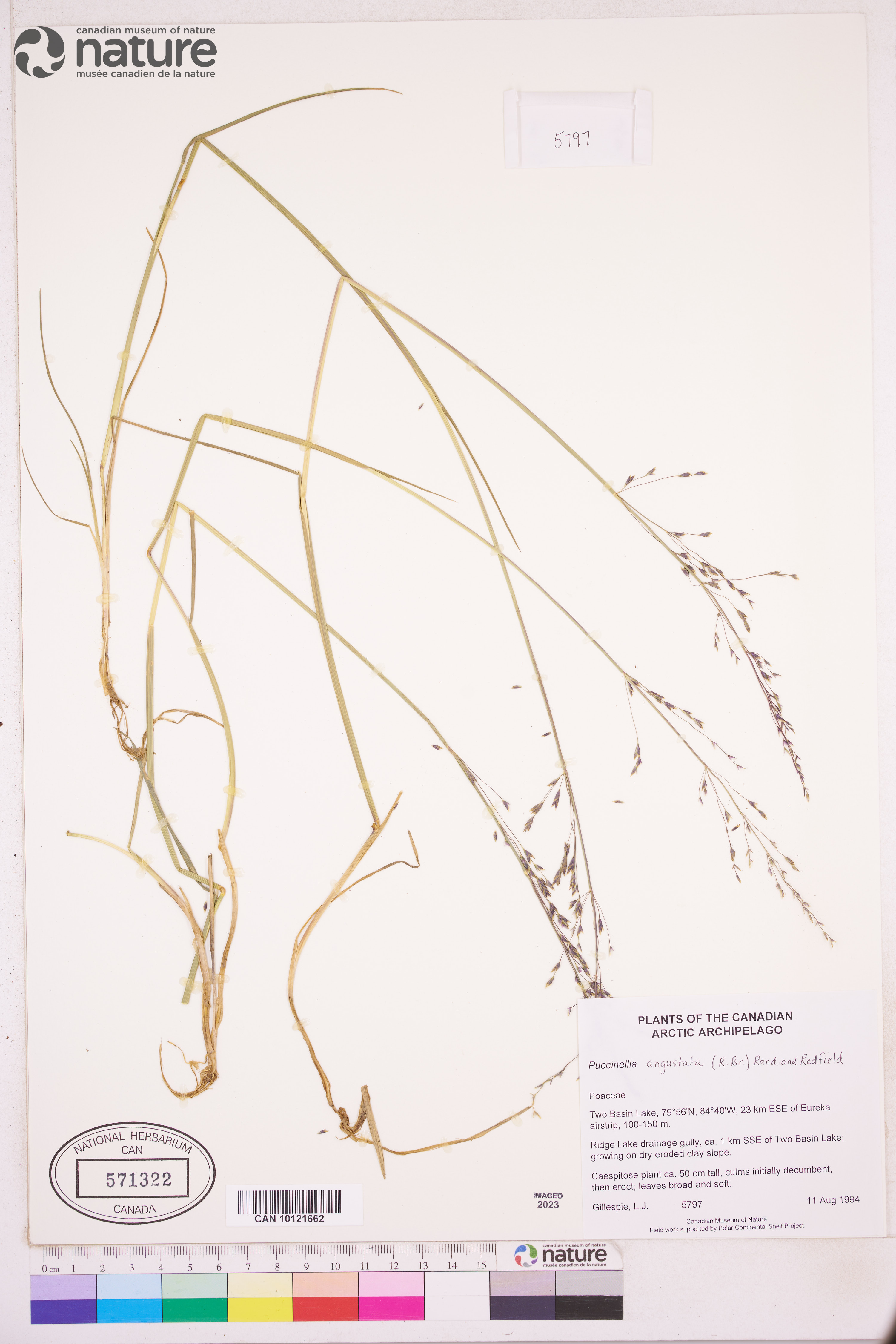 Puccinellia angustata image