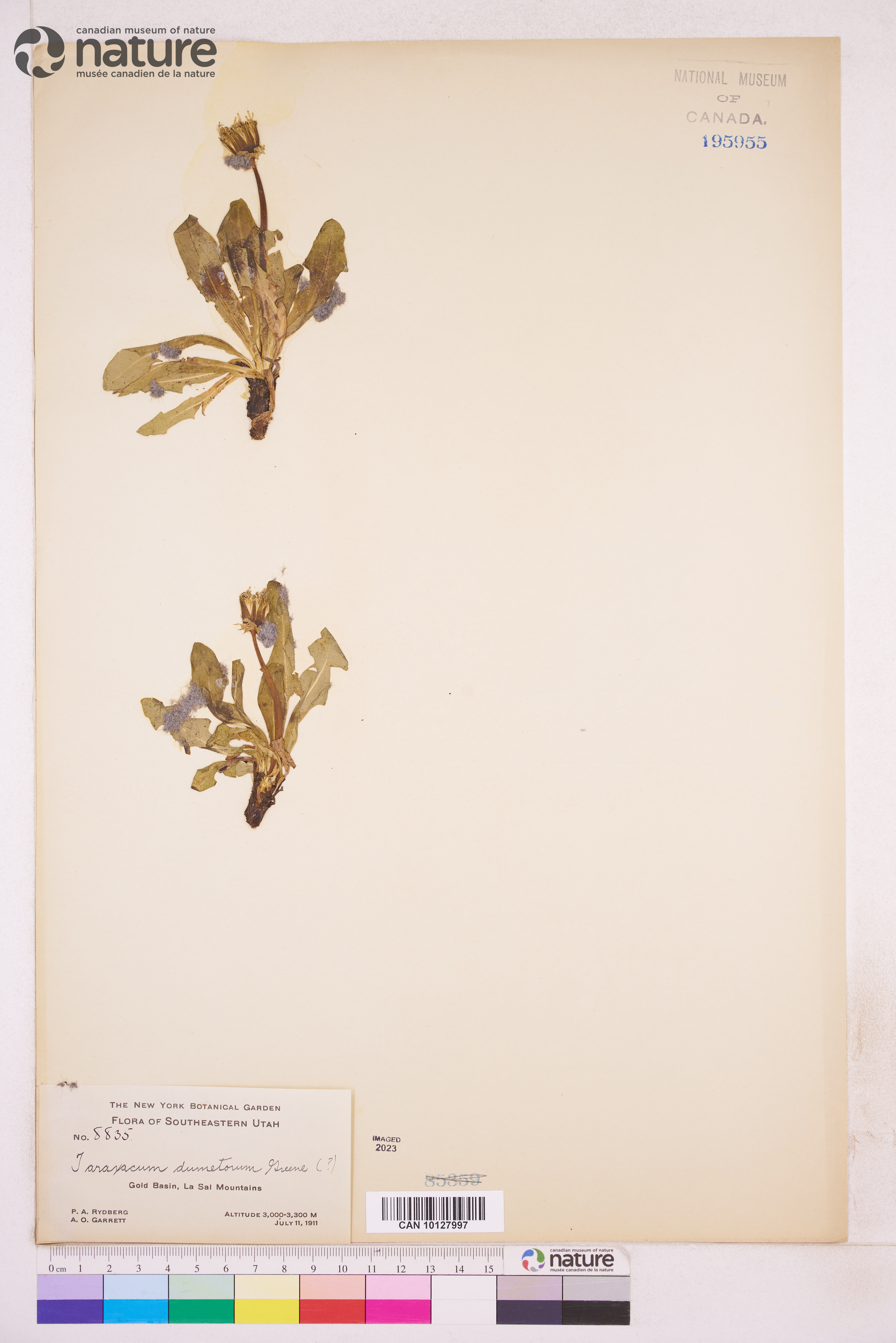 Taraxacum dumetorum image