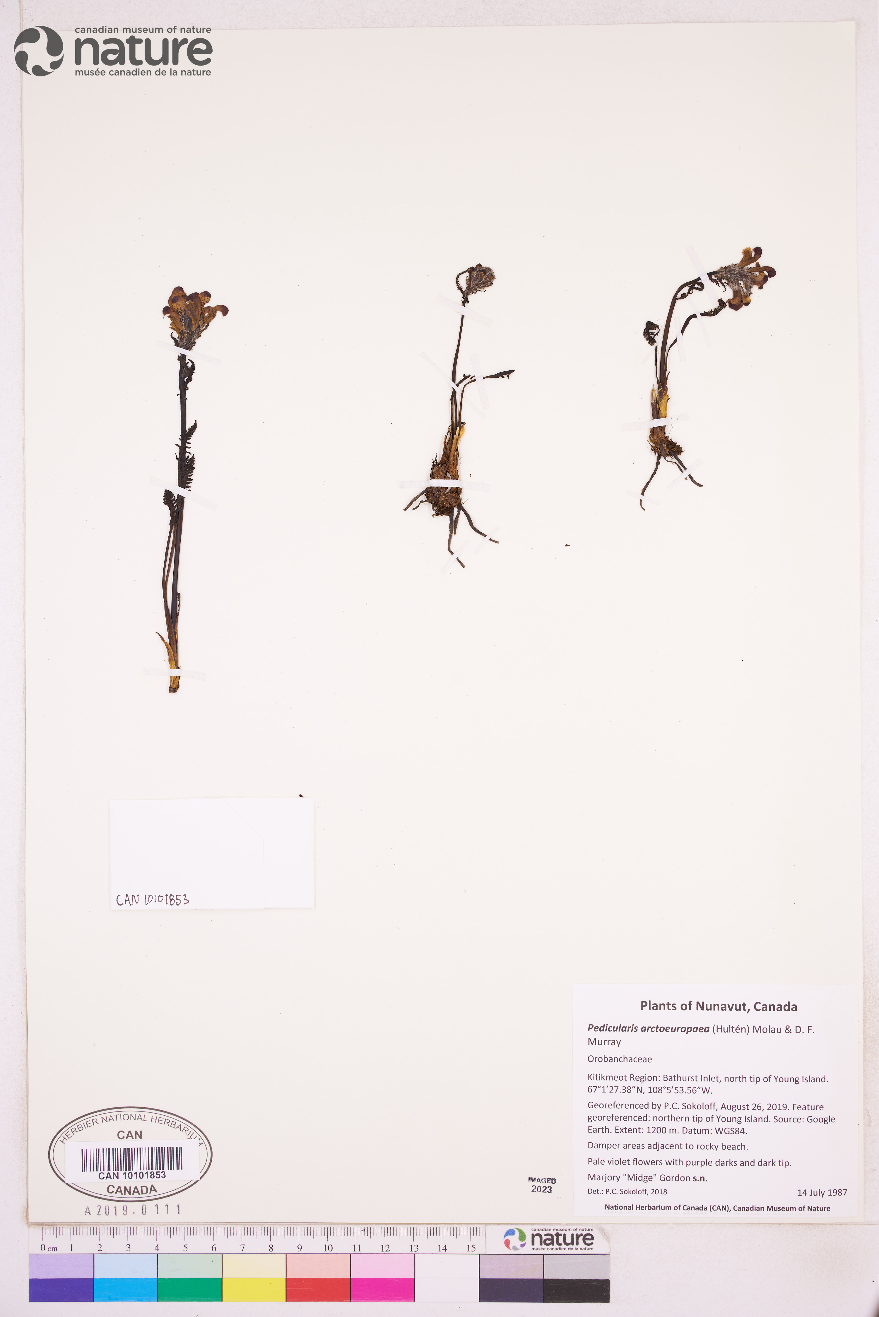 Pedicularis sudetica subsp. arctoeuropaea image