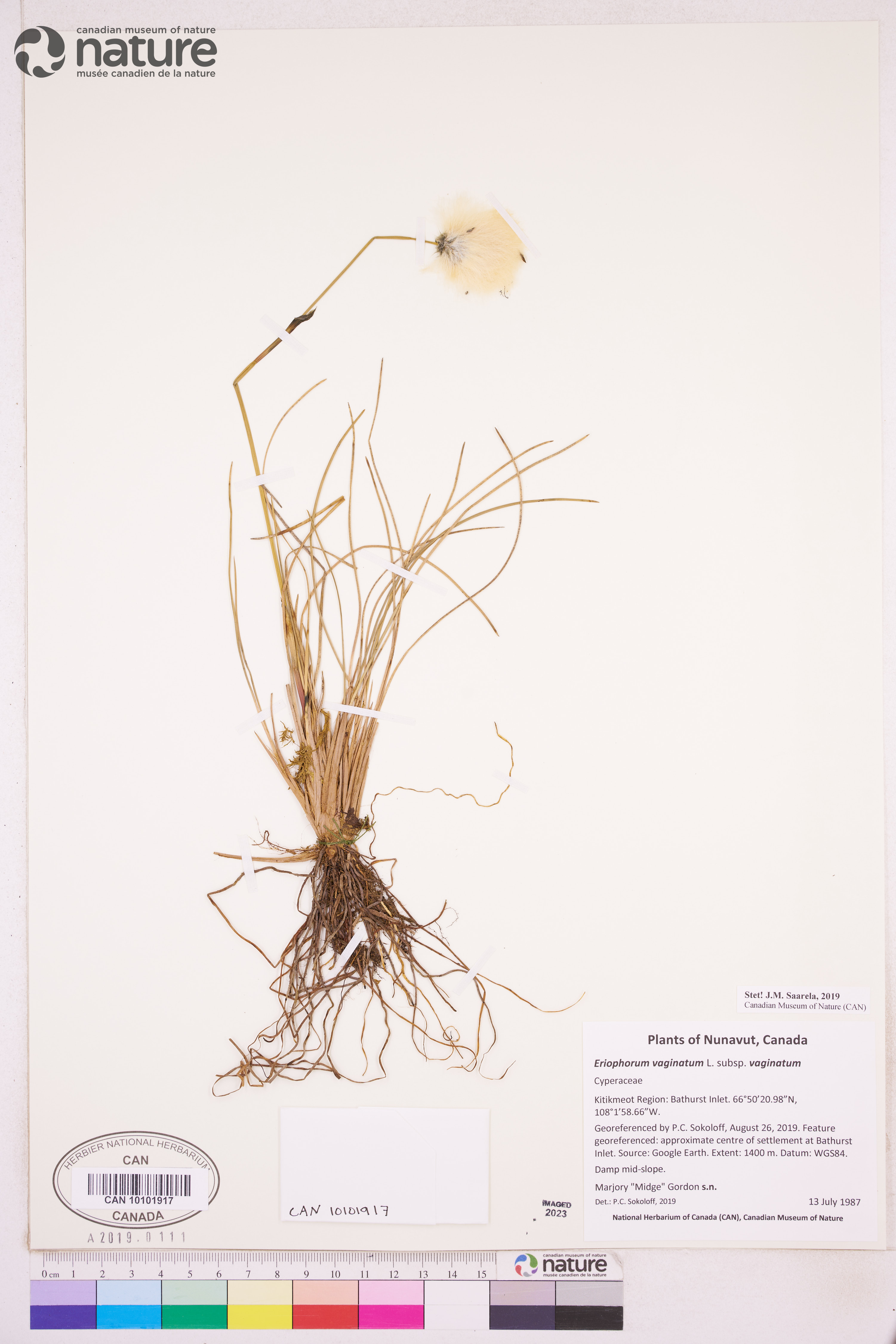 Eriophorum vaginatum subsp. vaginatum image