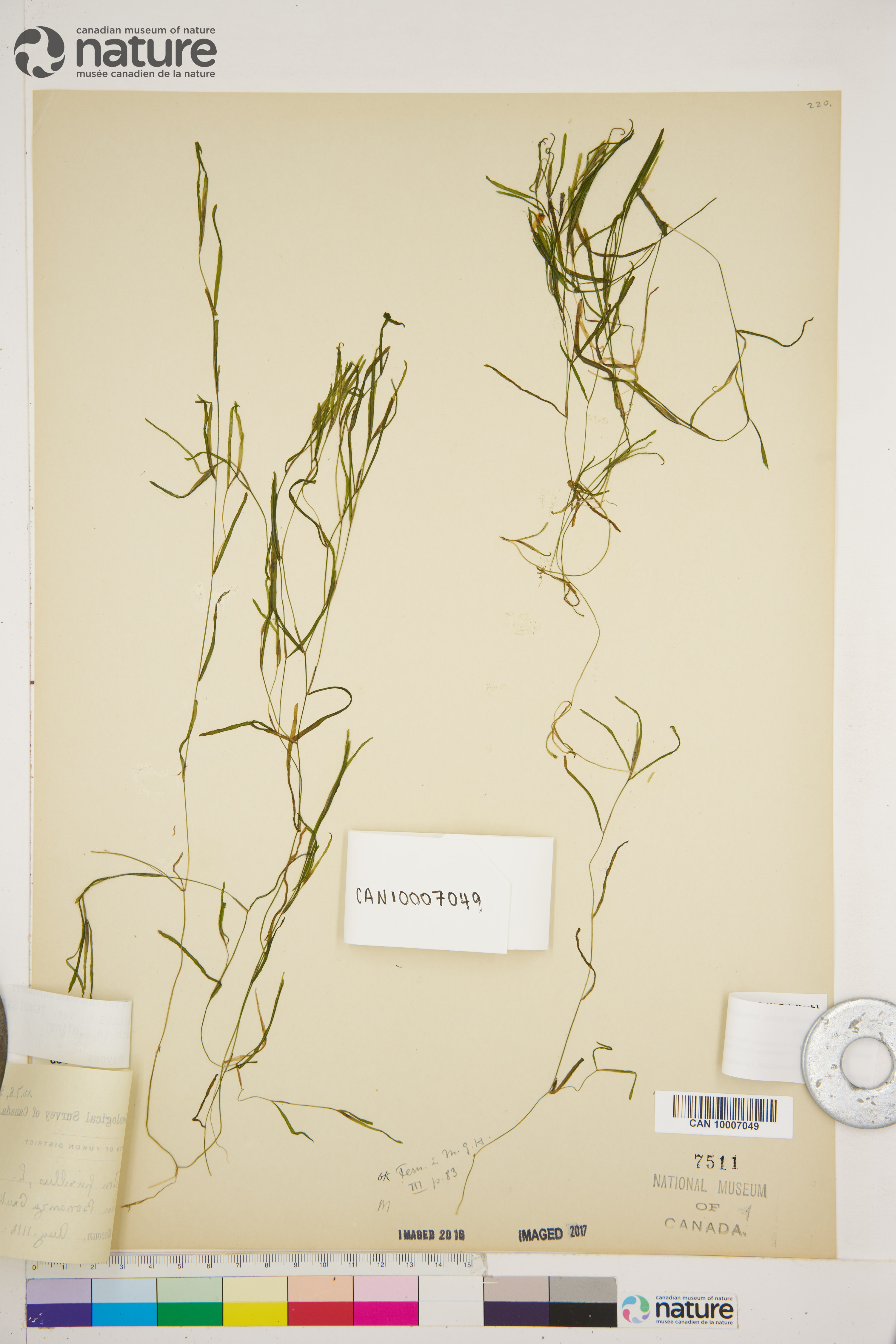 Potamogeton pusillus subsp. tenuissimus image