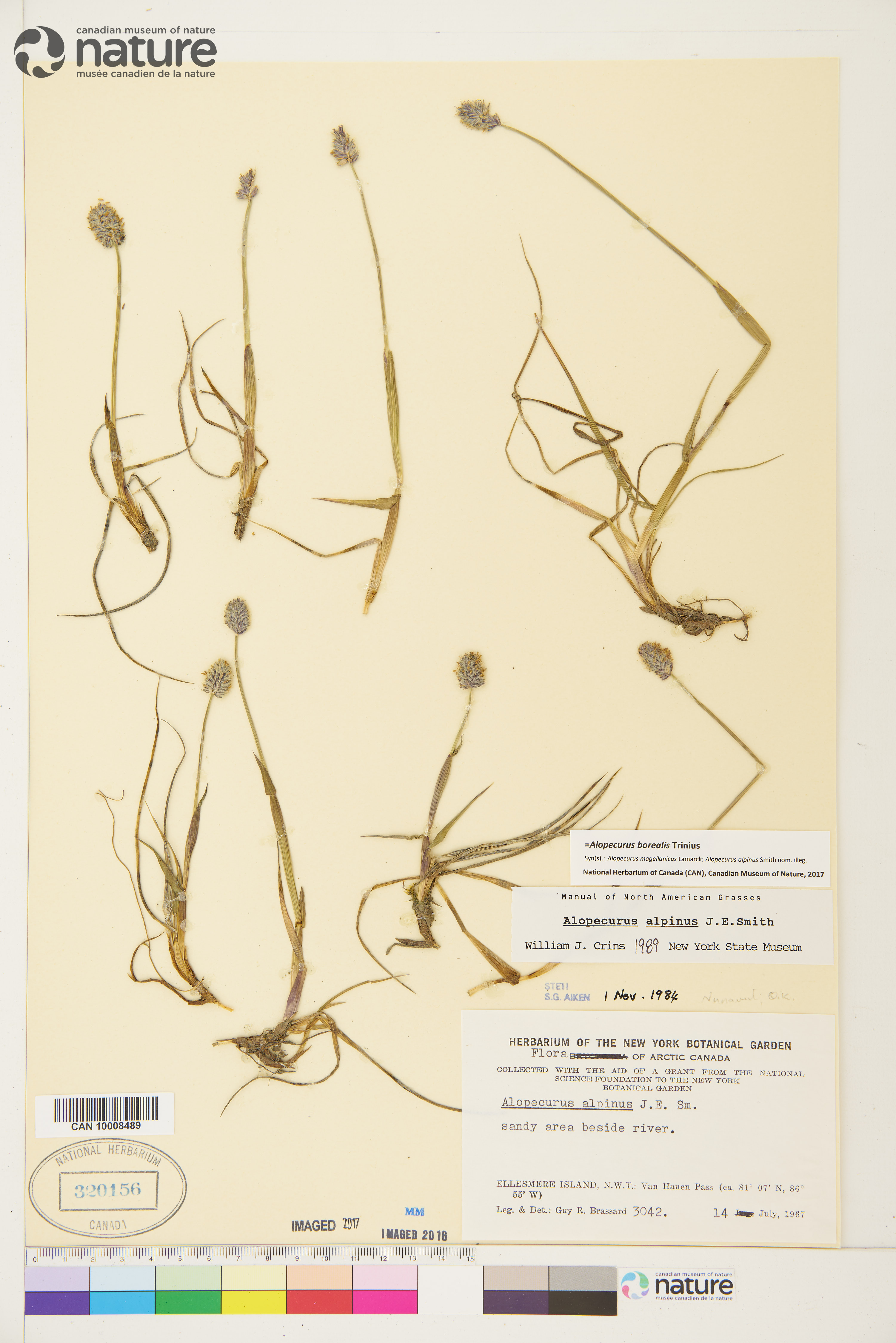 Alopecurus borealis image