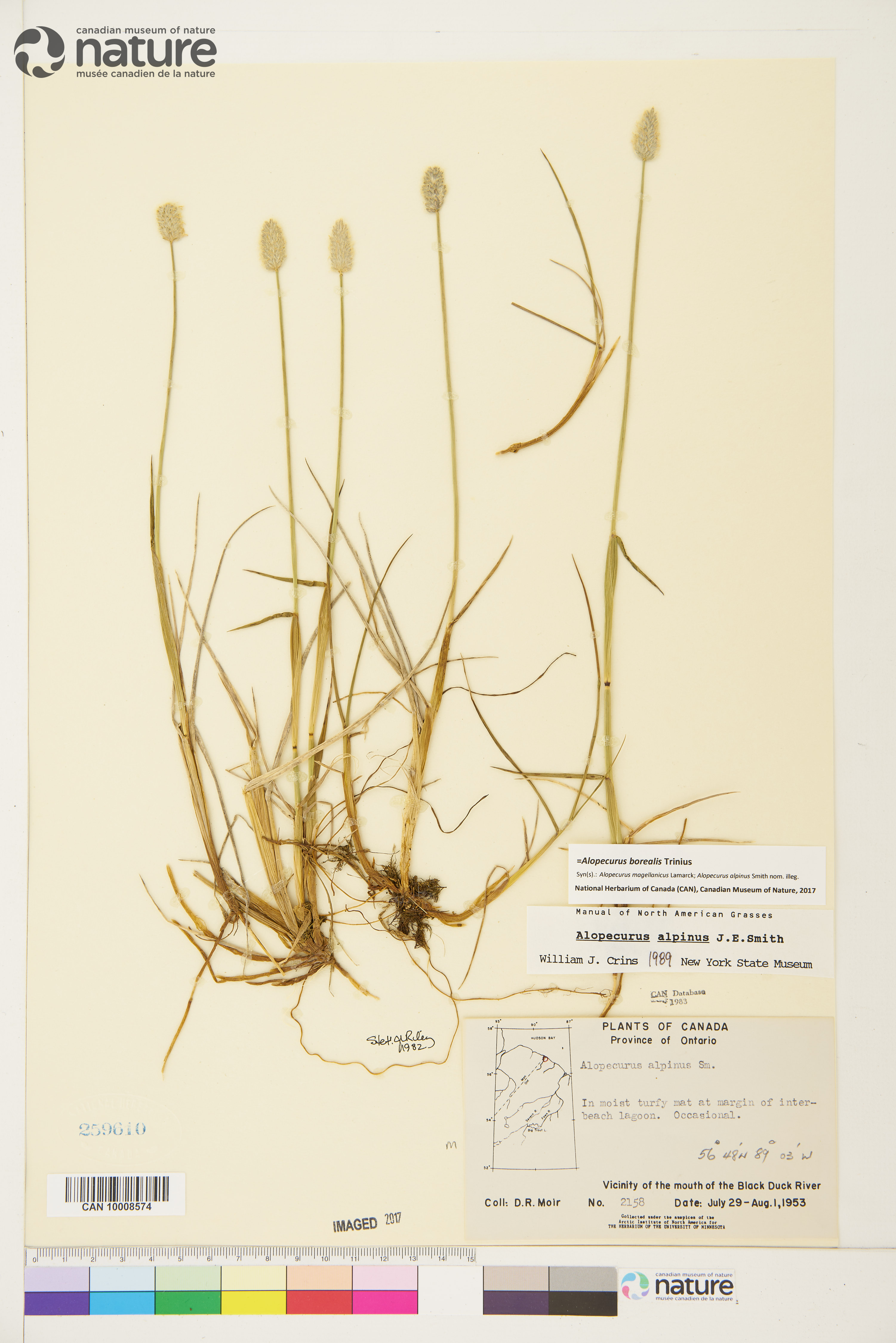 Alopecurus borealis image