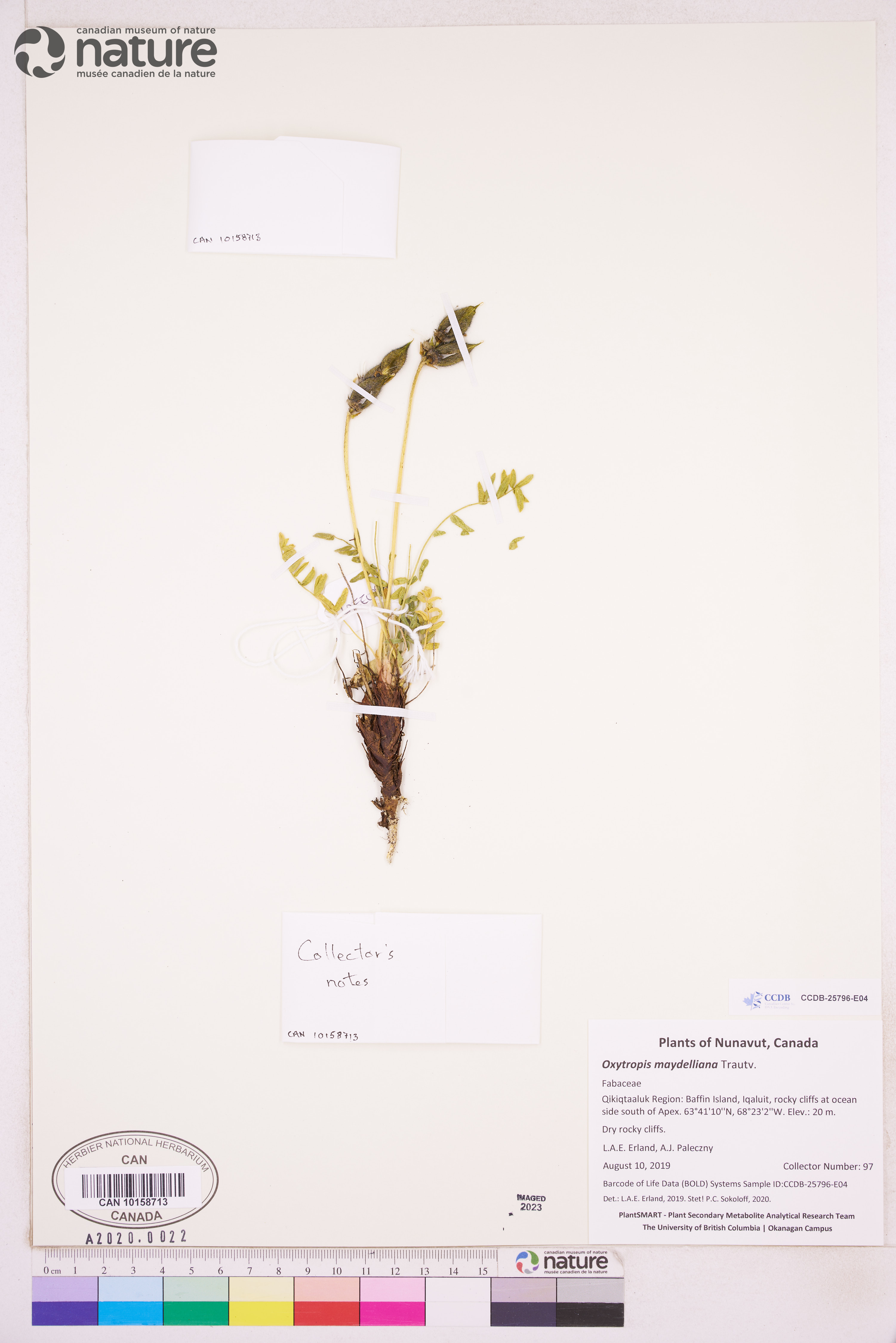 Oxytropis maydelliana image