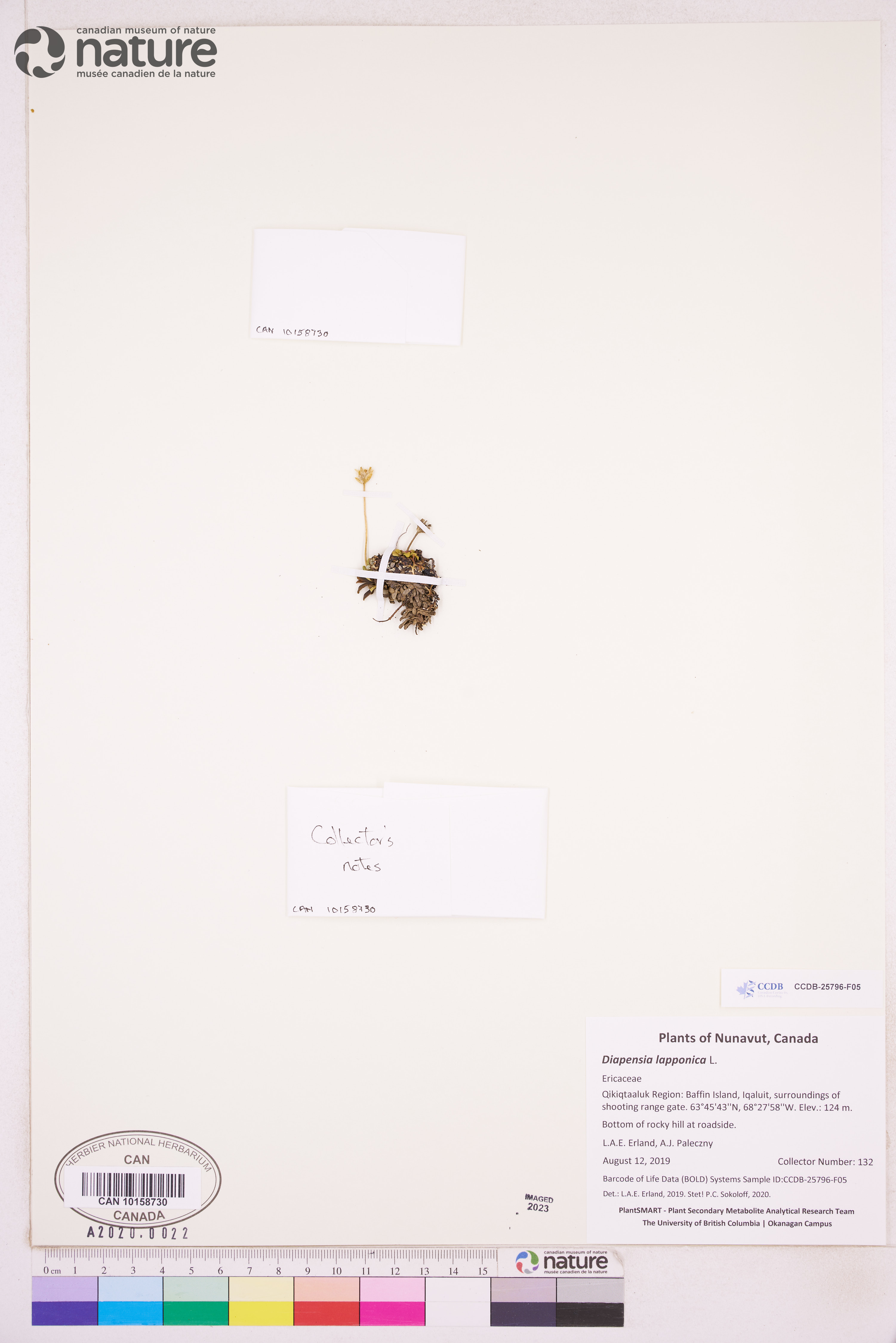 Diapensiaceae image