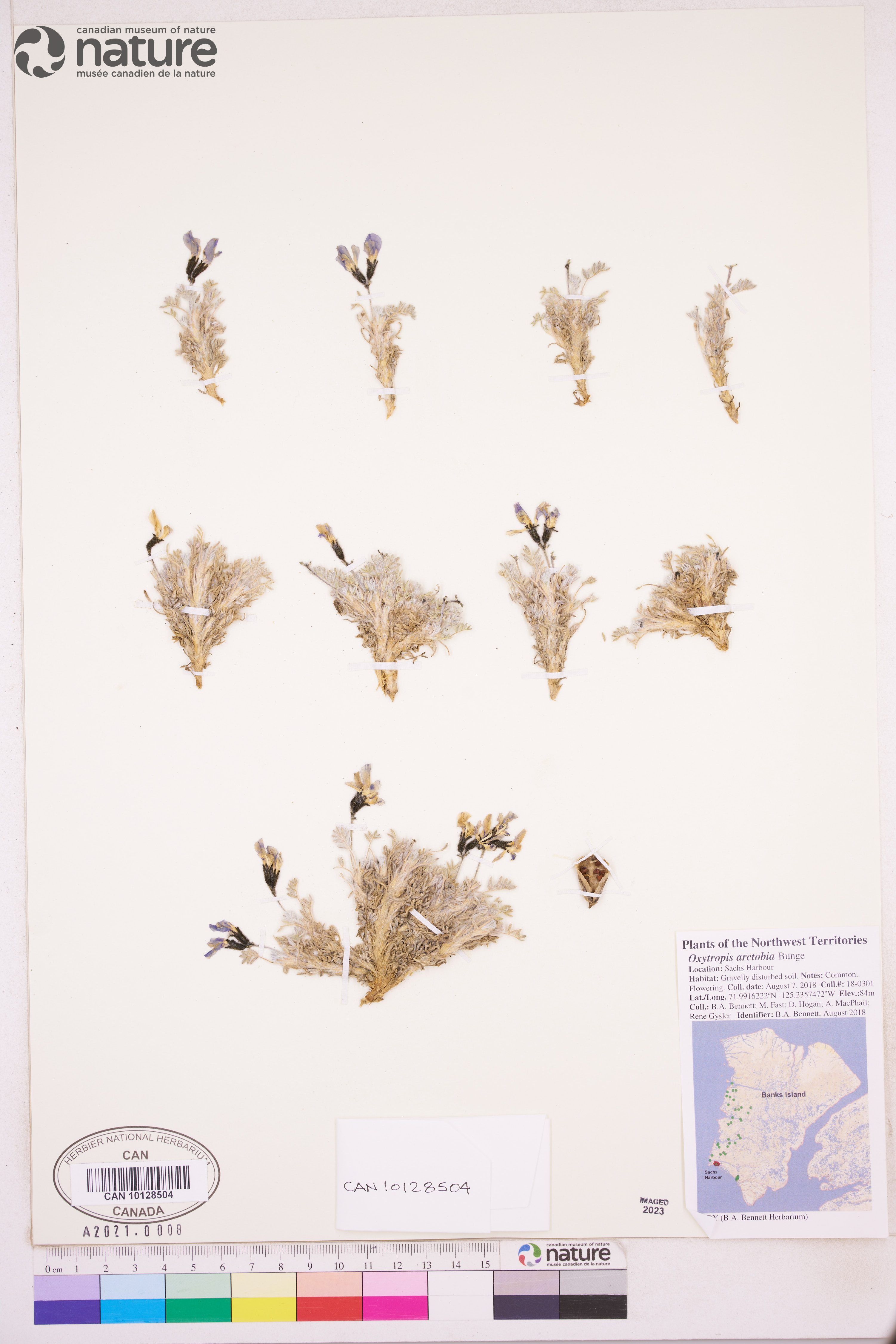 Oxytropis nigrescens var. uniflora image