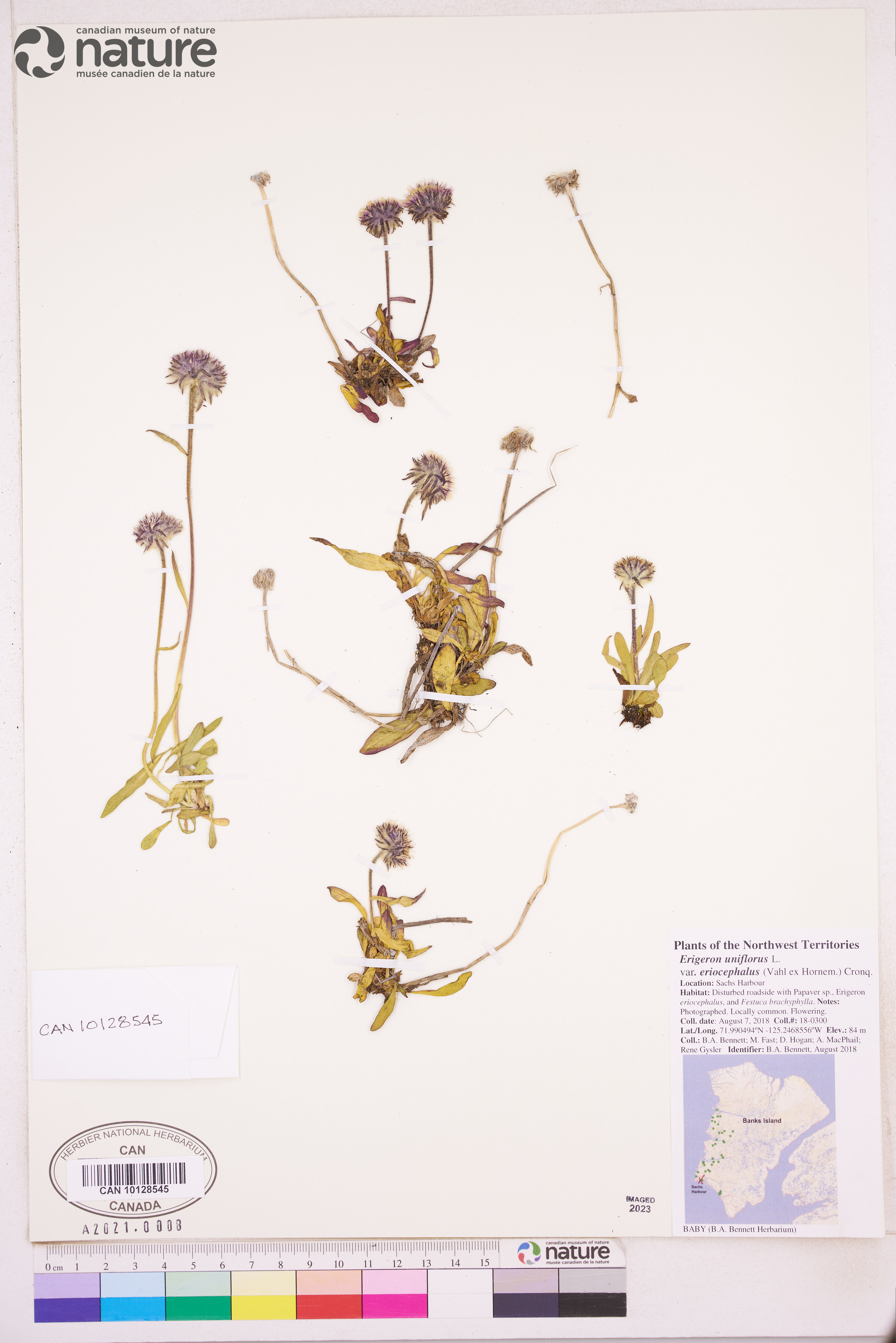 Erigeron uniflorus image
