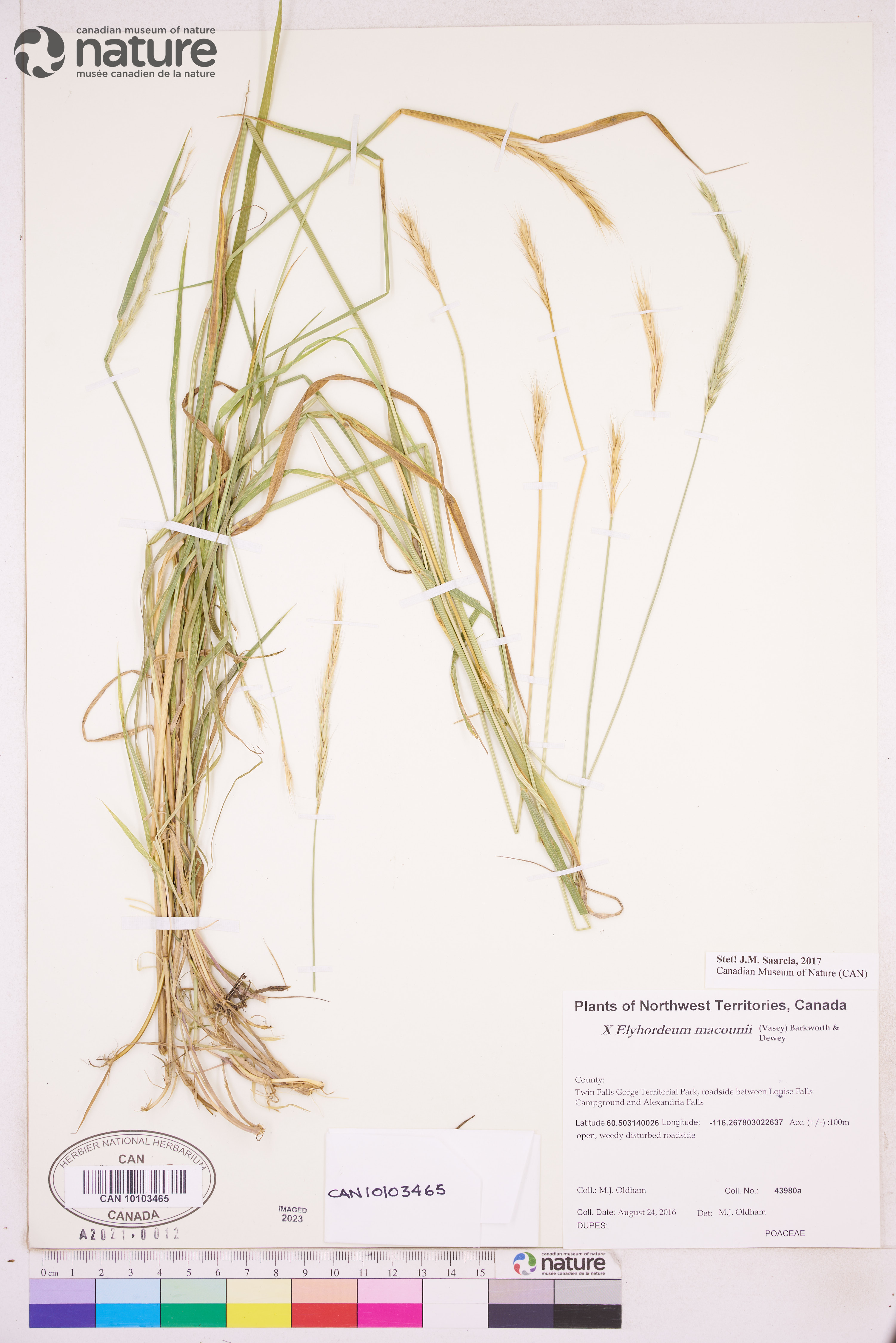 x Elyhordeum macounii image