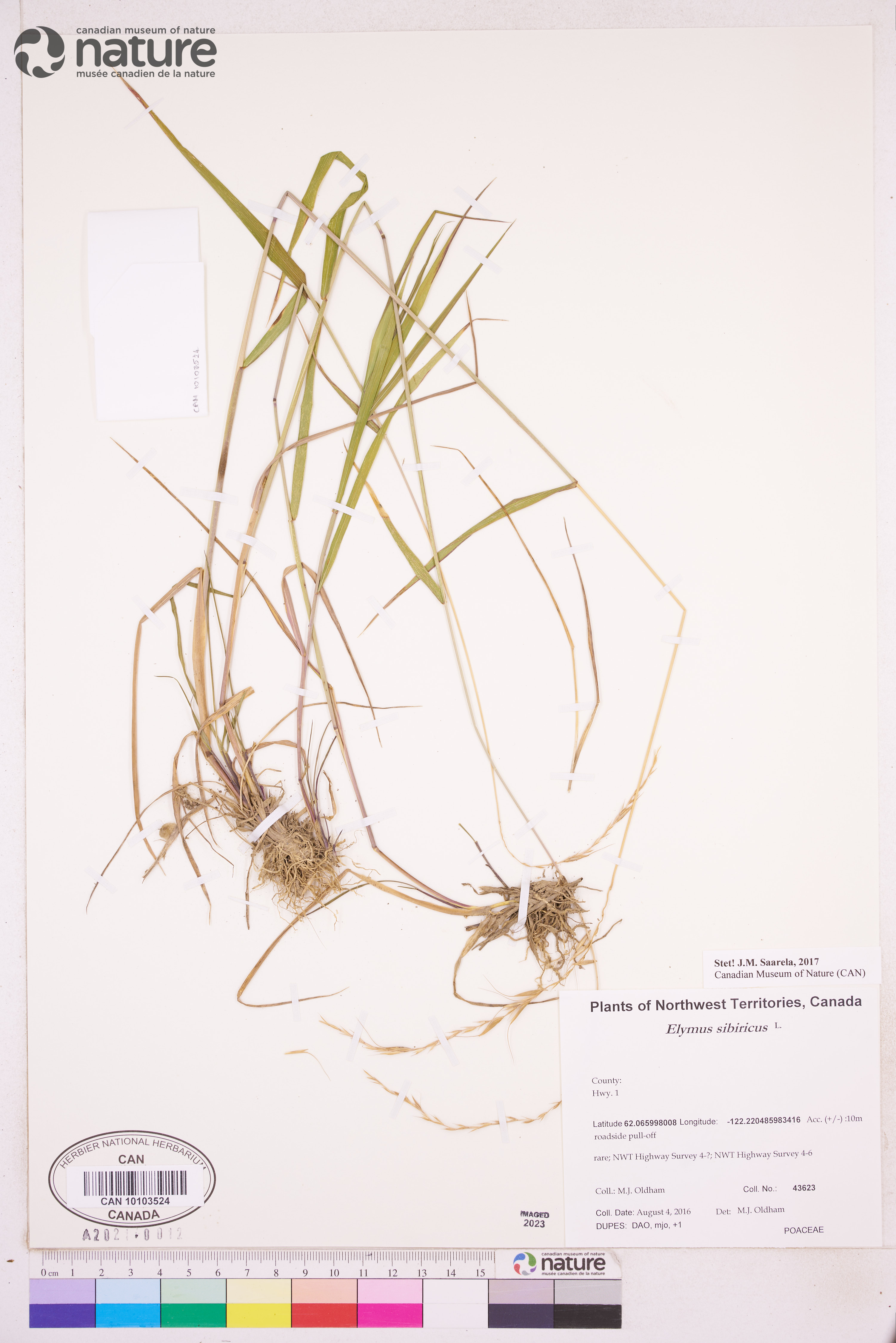 Elymus sibiricus image