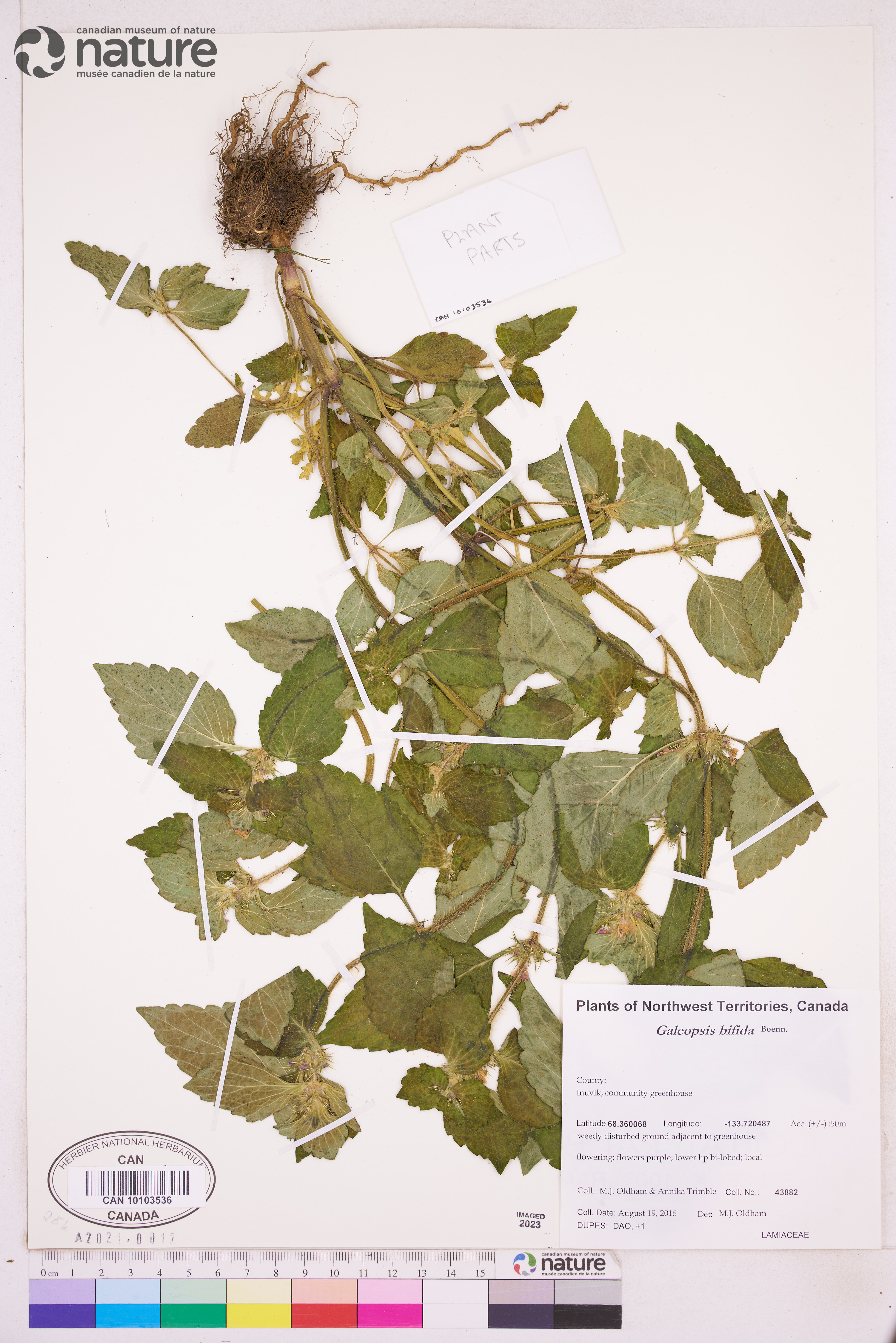Galeopsis bifida image