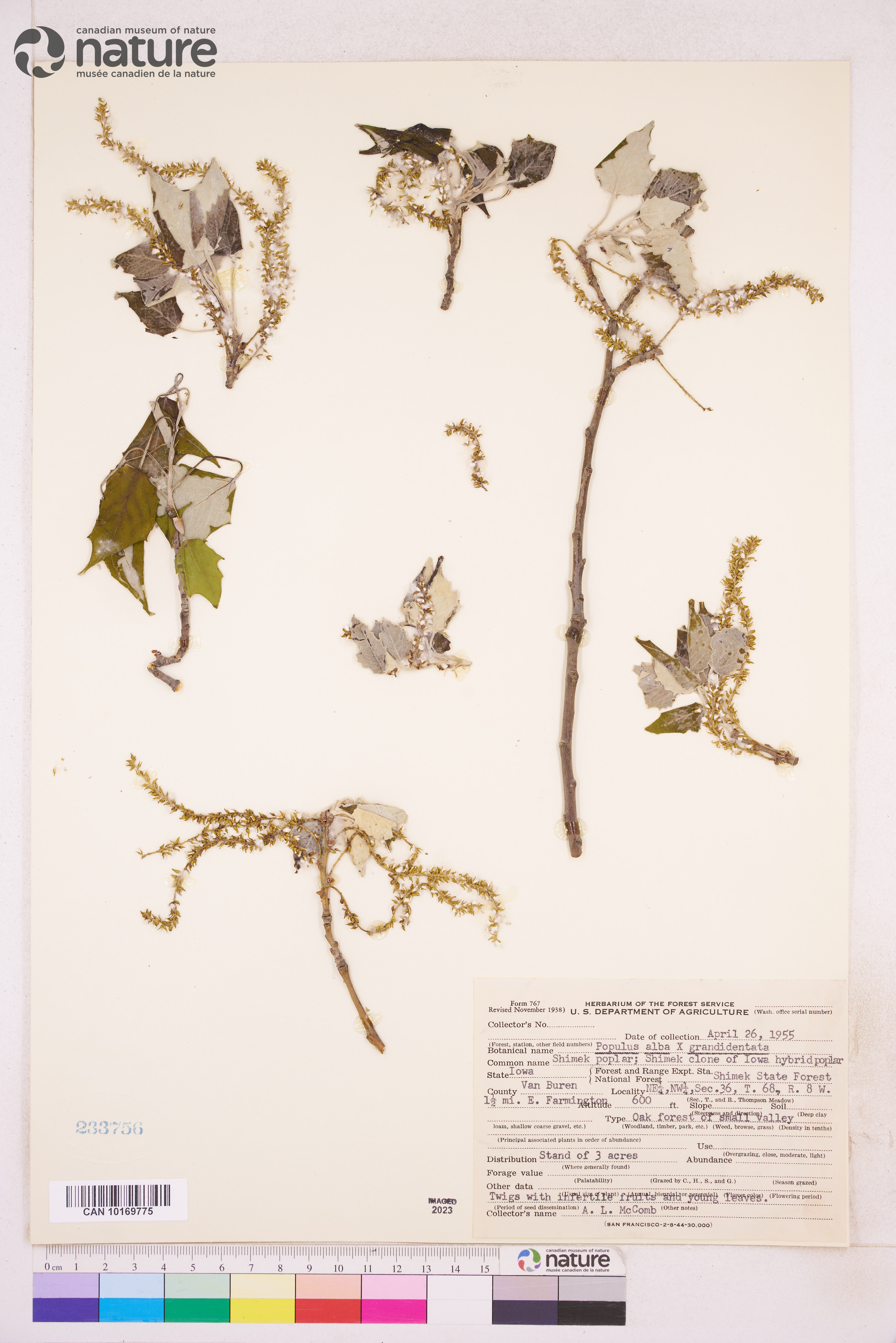 Populus x rouleauiana image
