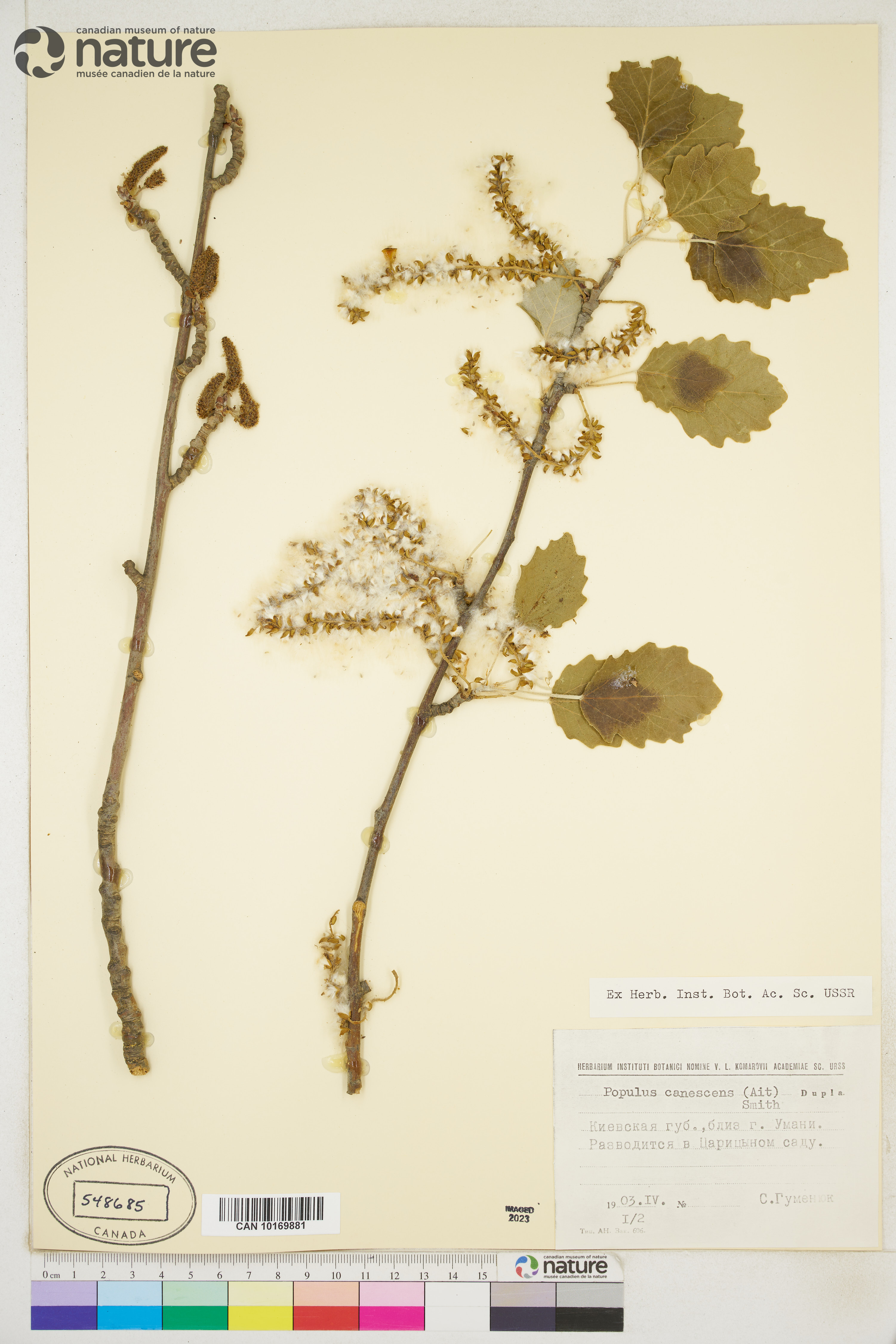 Populus canadensis image