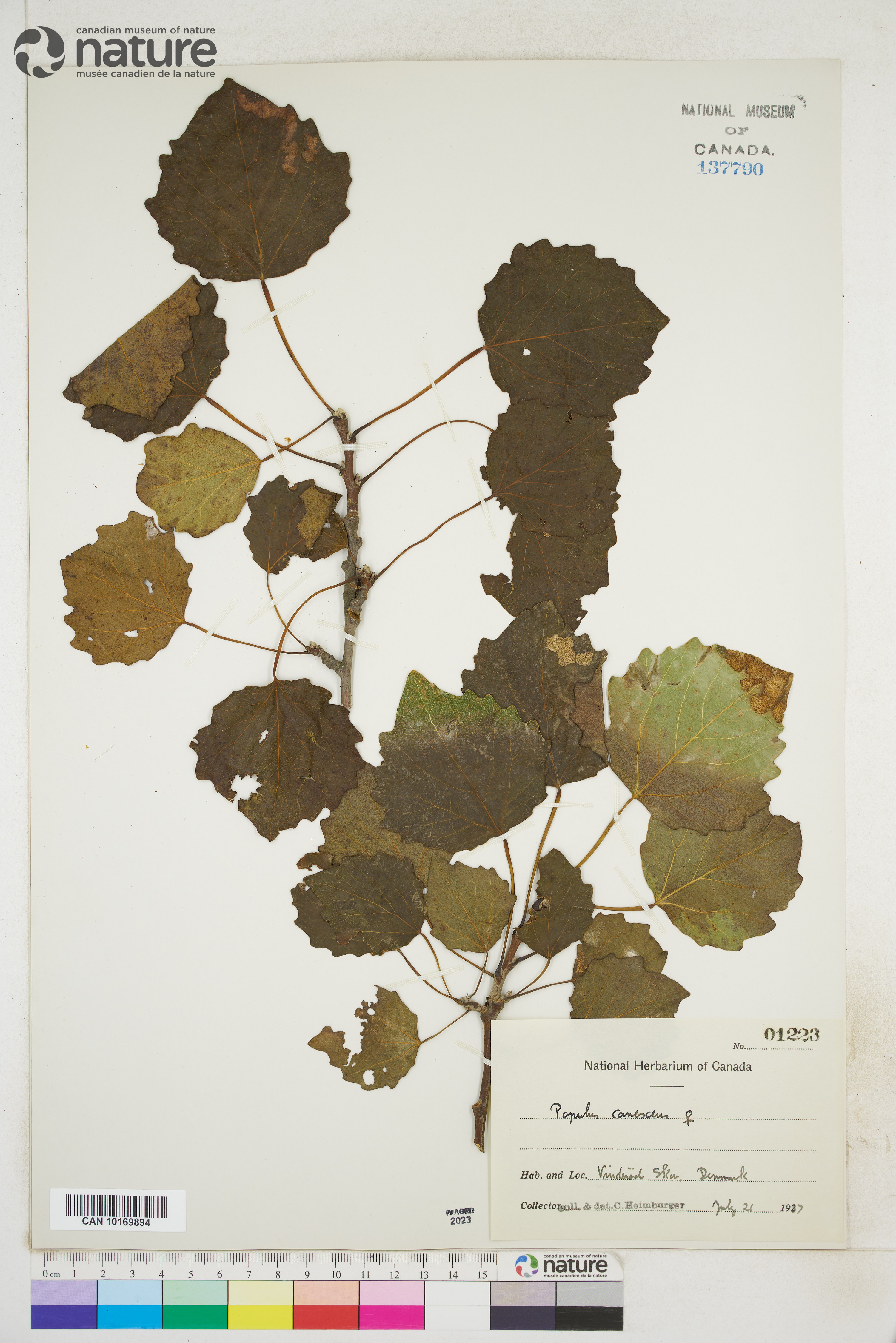 Populus × canescens image