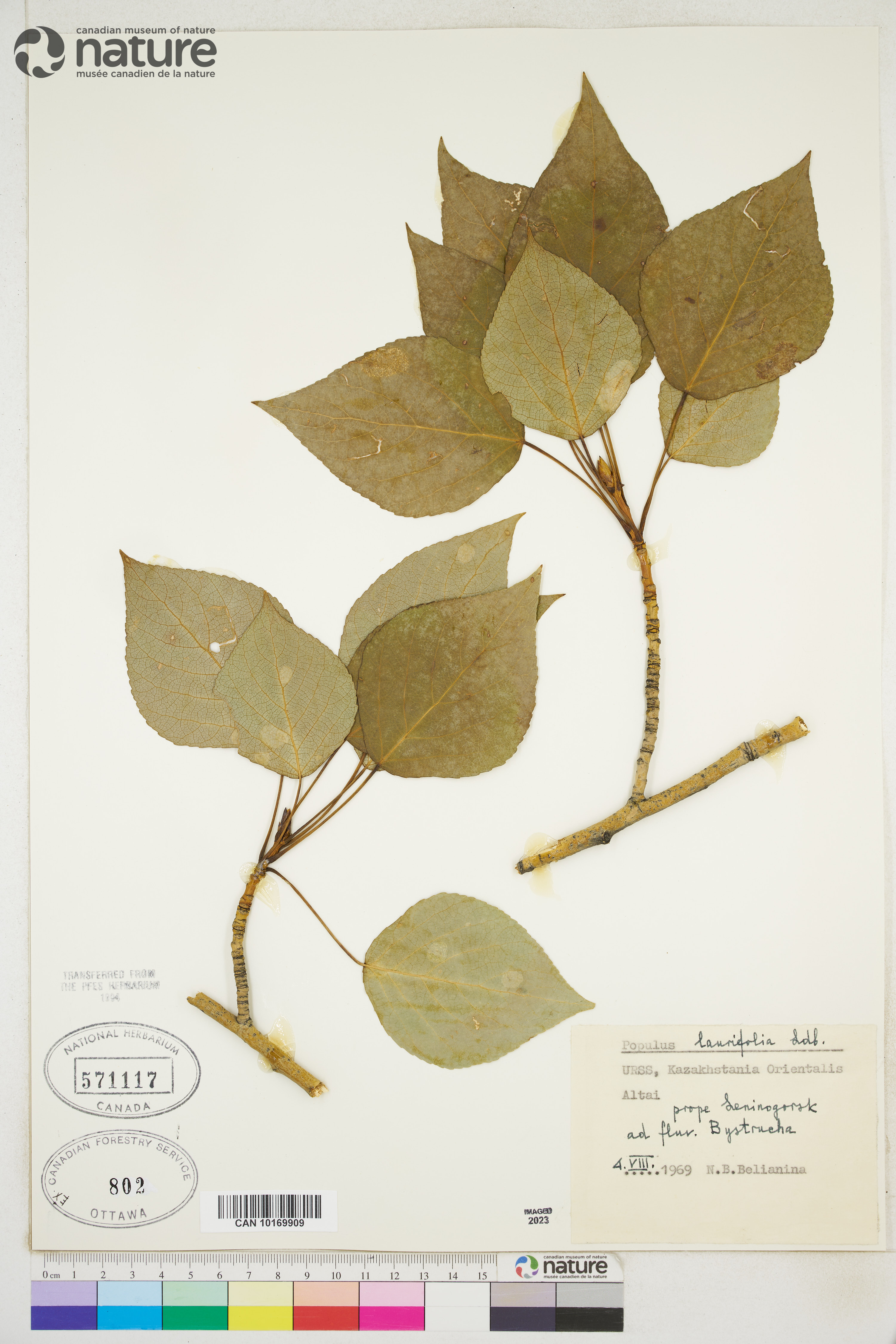 Populus laurifolia image