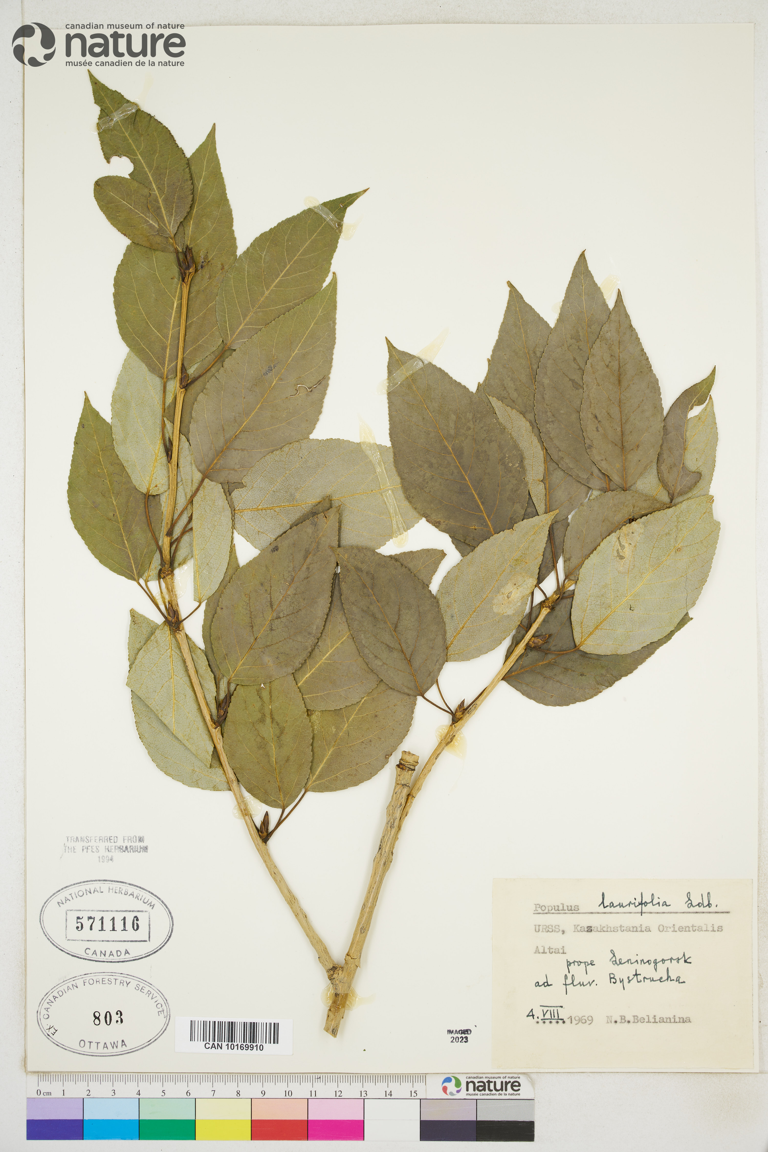 Populus laurifolia image