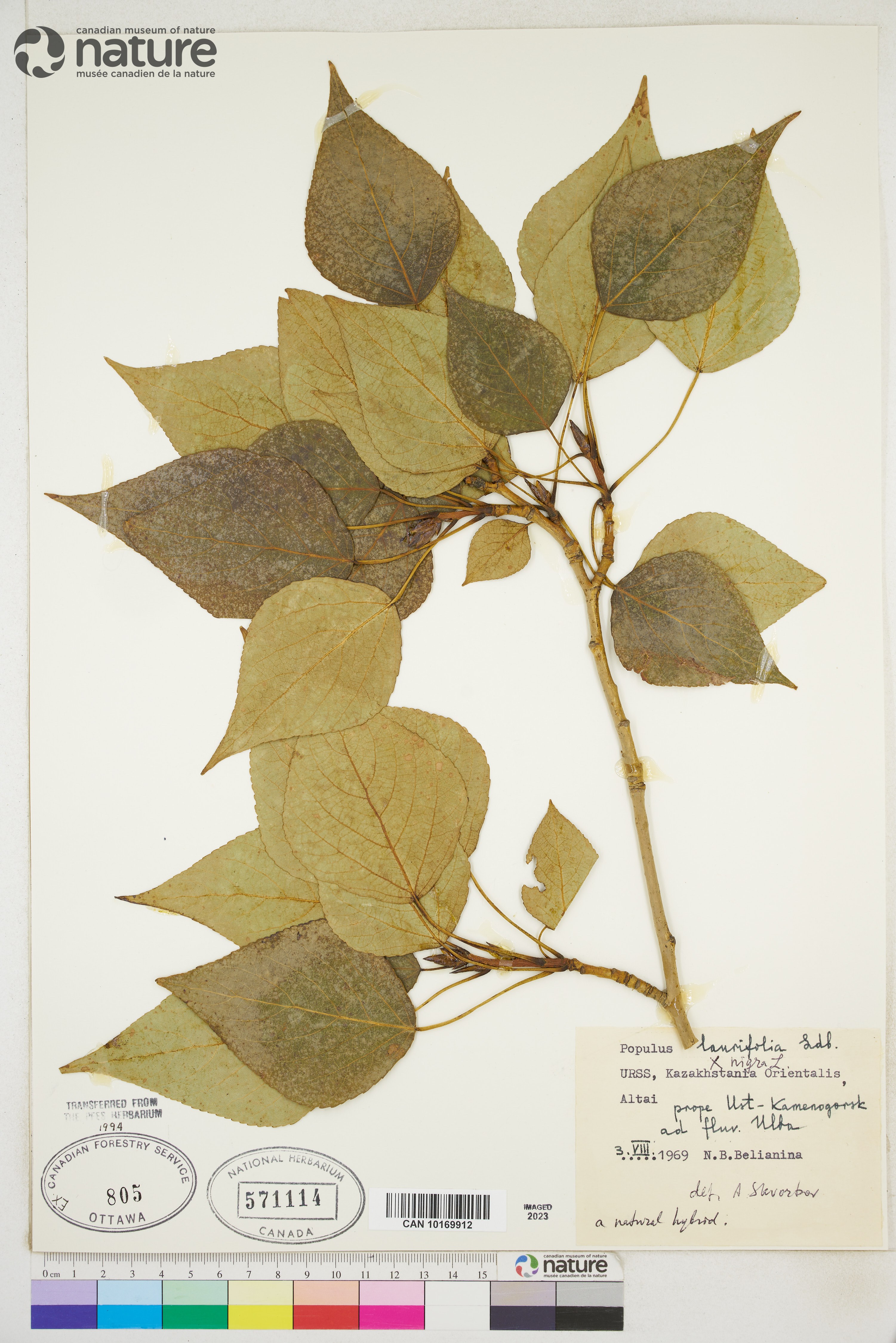 Populus berolinensis image