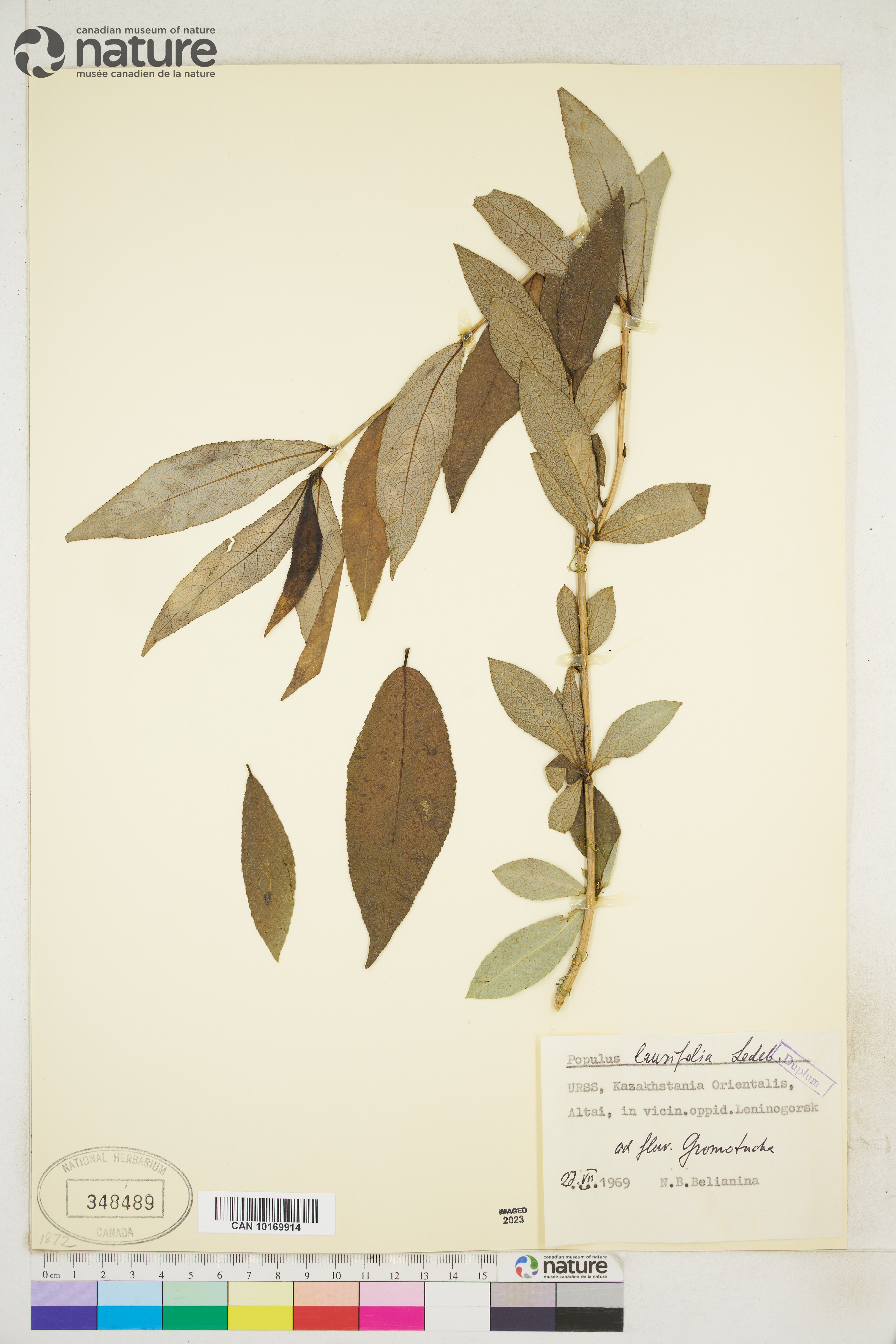 Populus laurifolia image