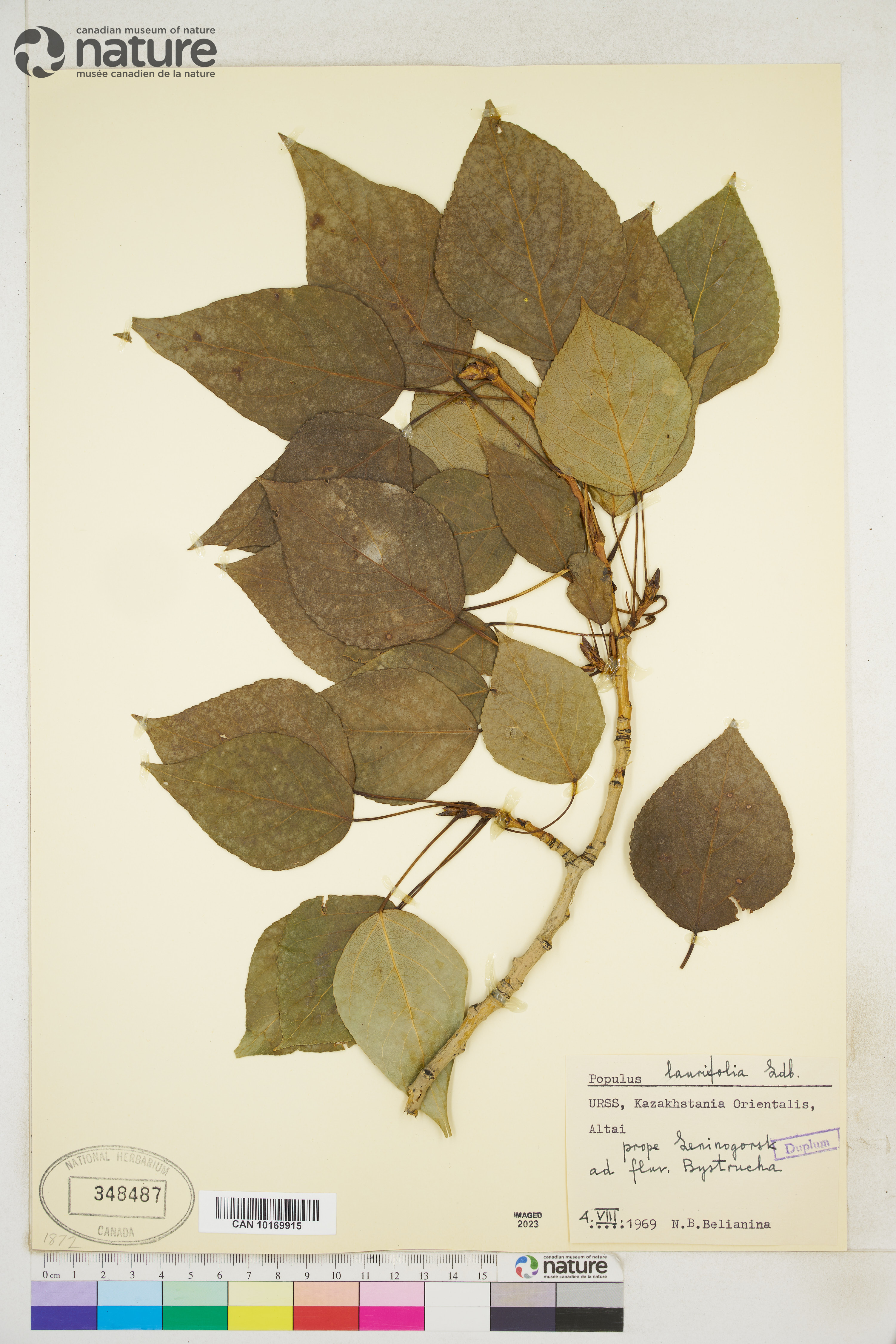 Populus laurifolia image