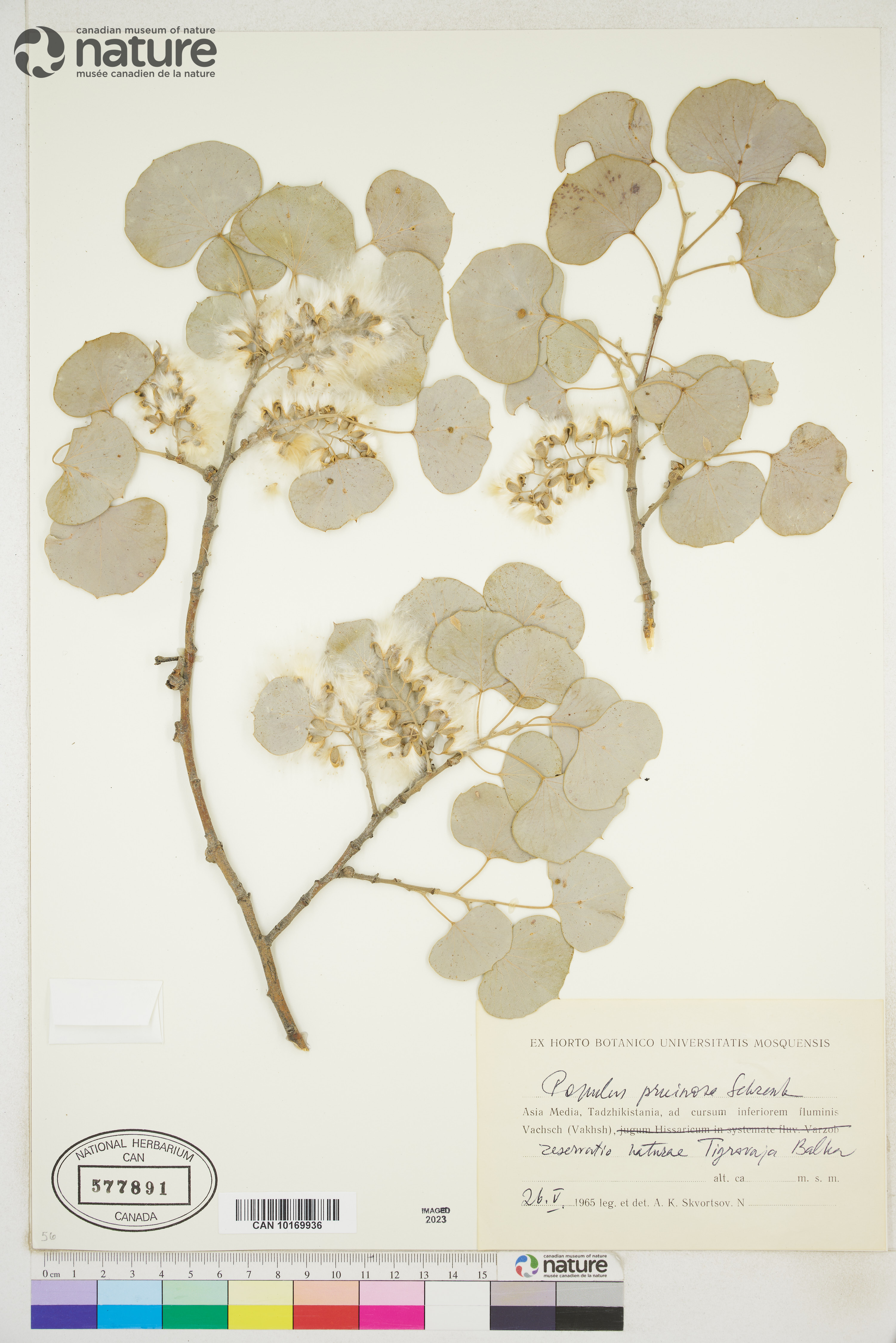 Populus pruinosa image
