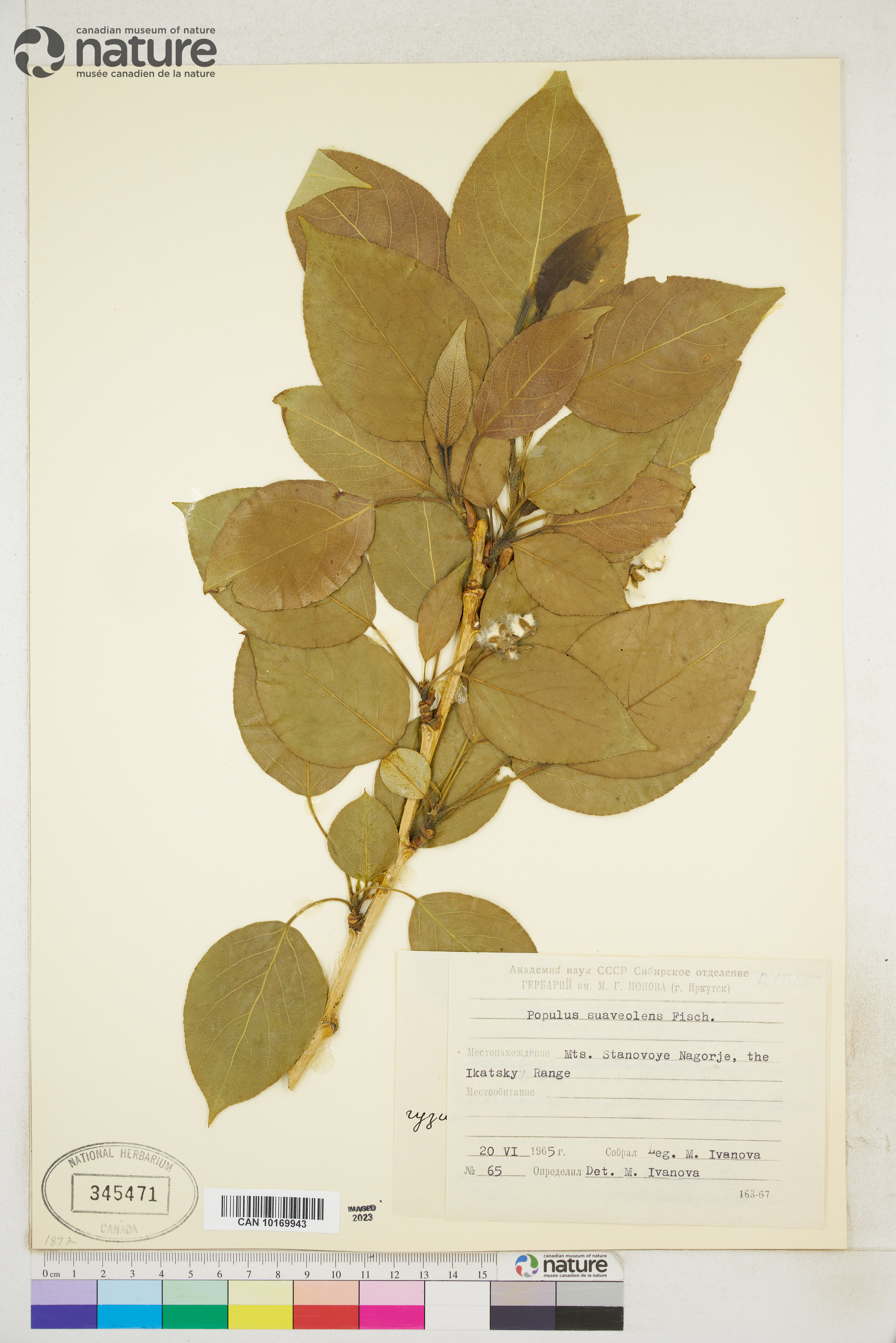 Populus suaveolens image