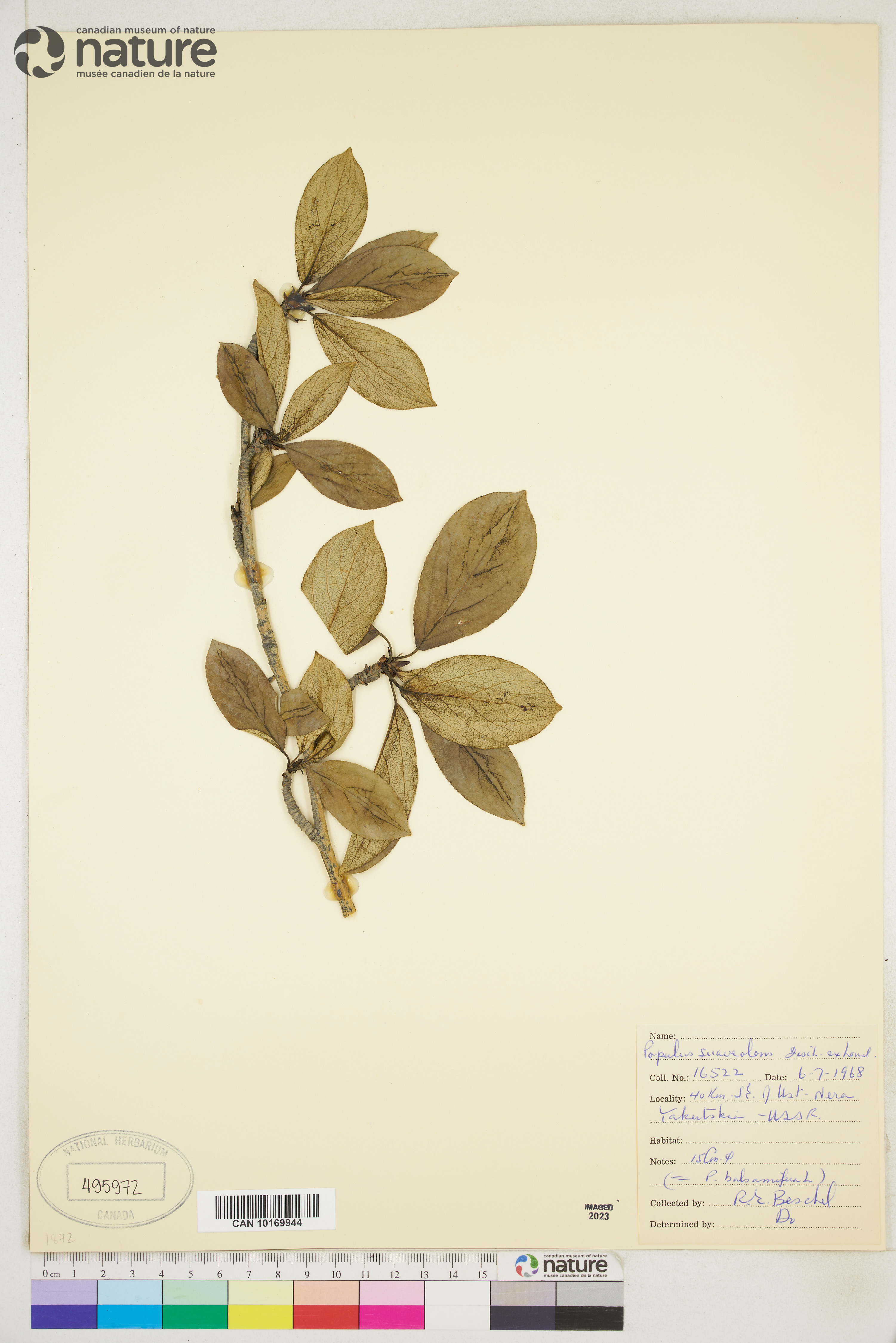 Populus suaveolens image