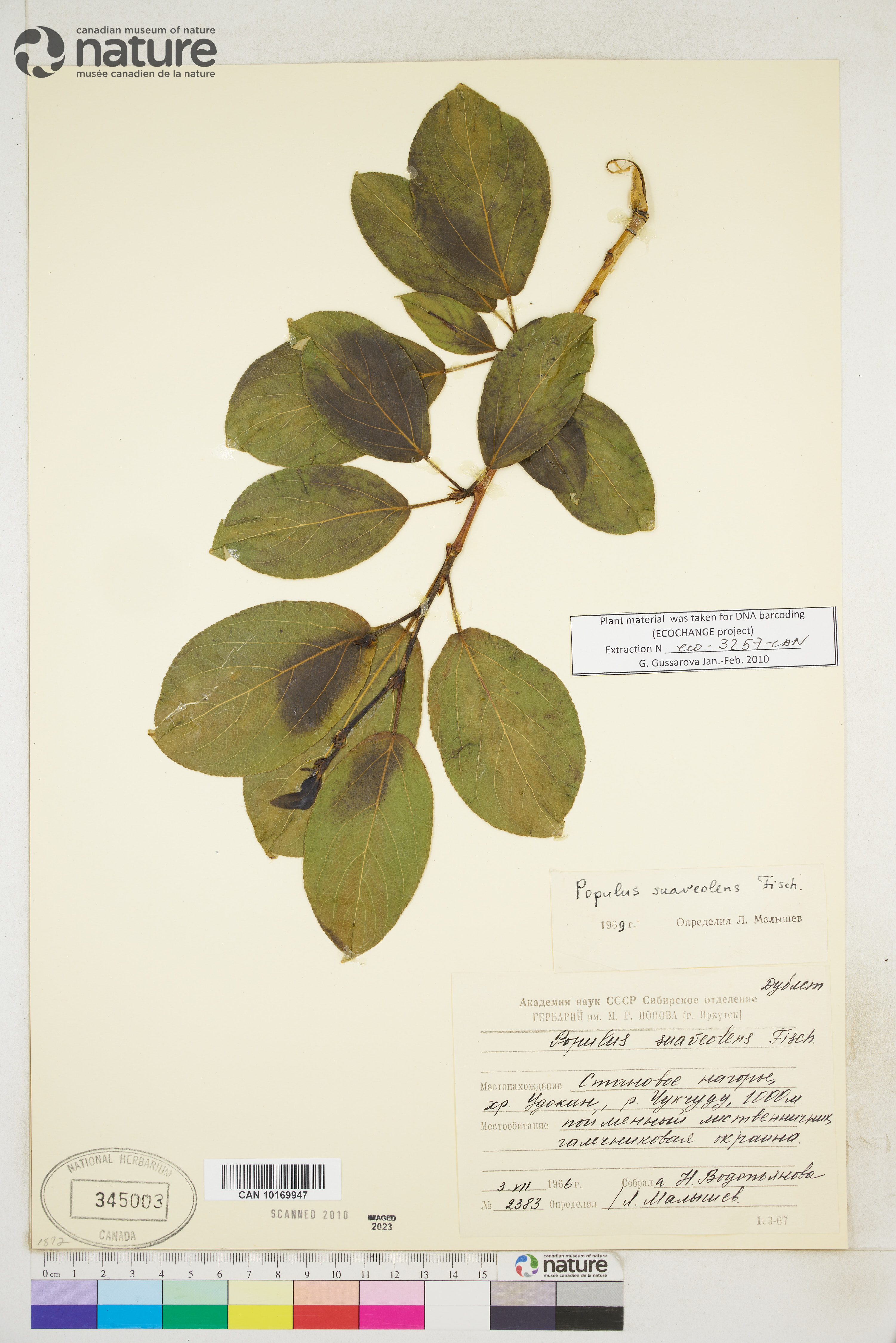 Populus suaveolens image