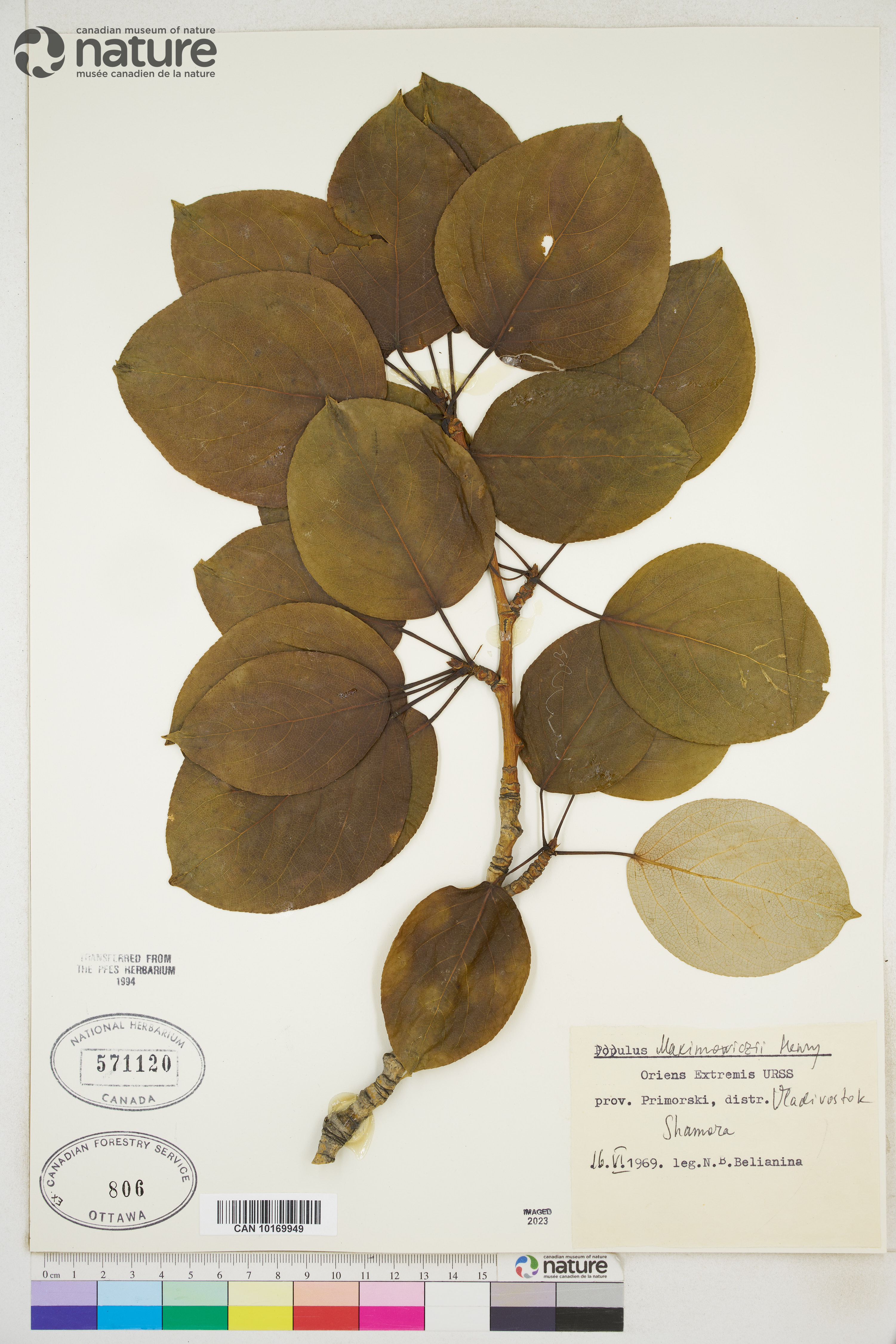 Populus suaveolens image
