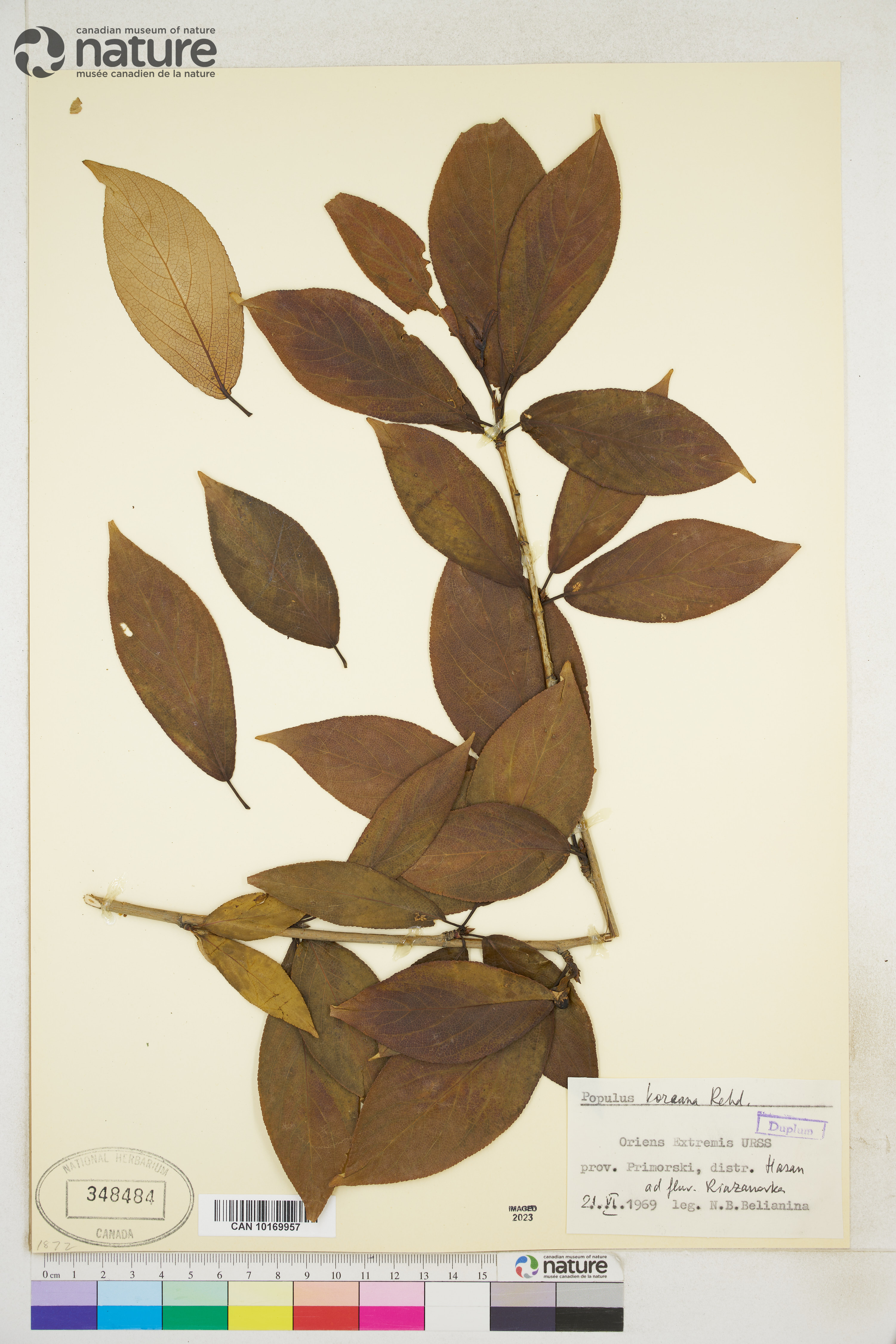 Populus suaveolens image