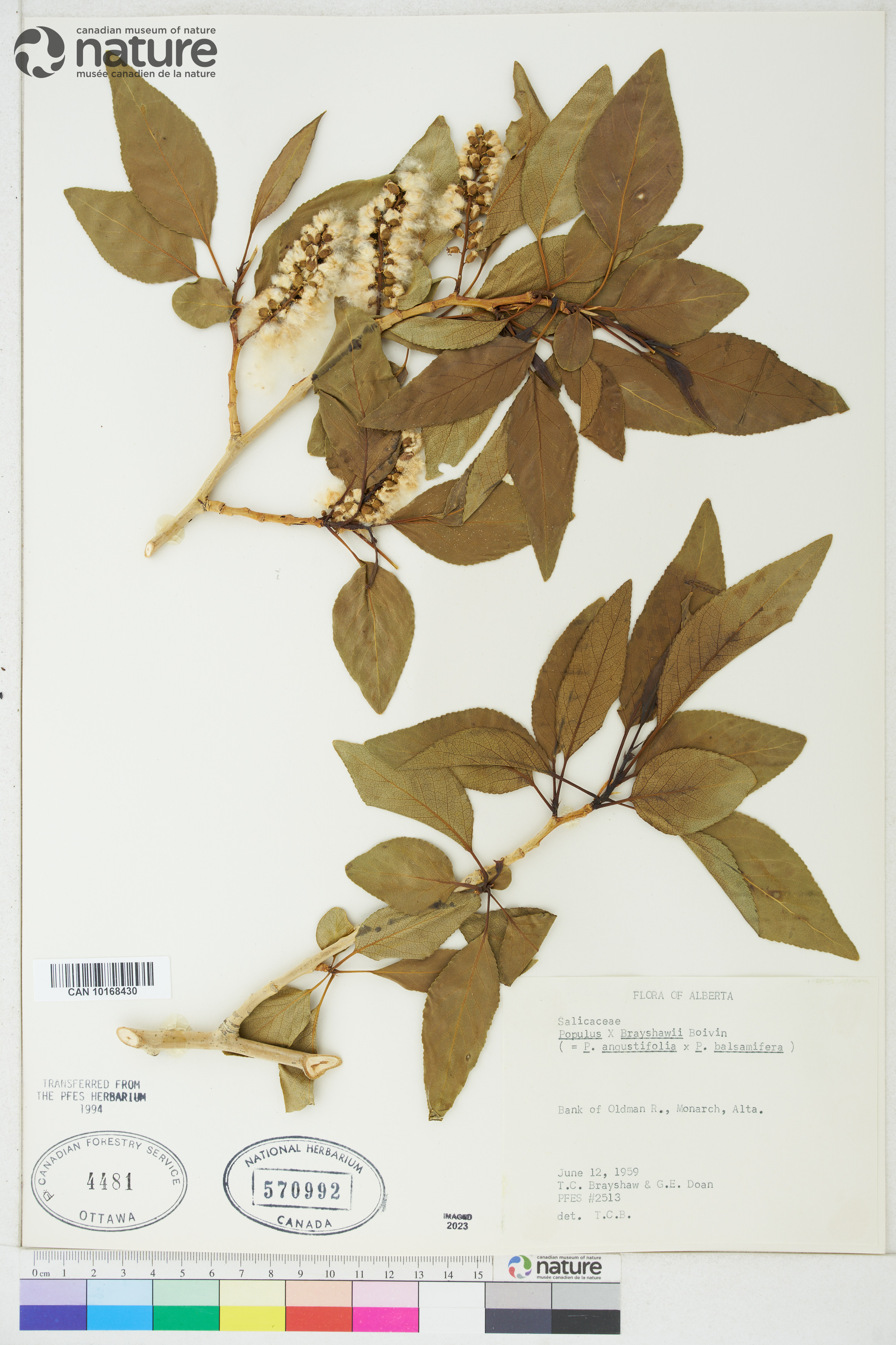 Populus brayshawii image