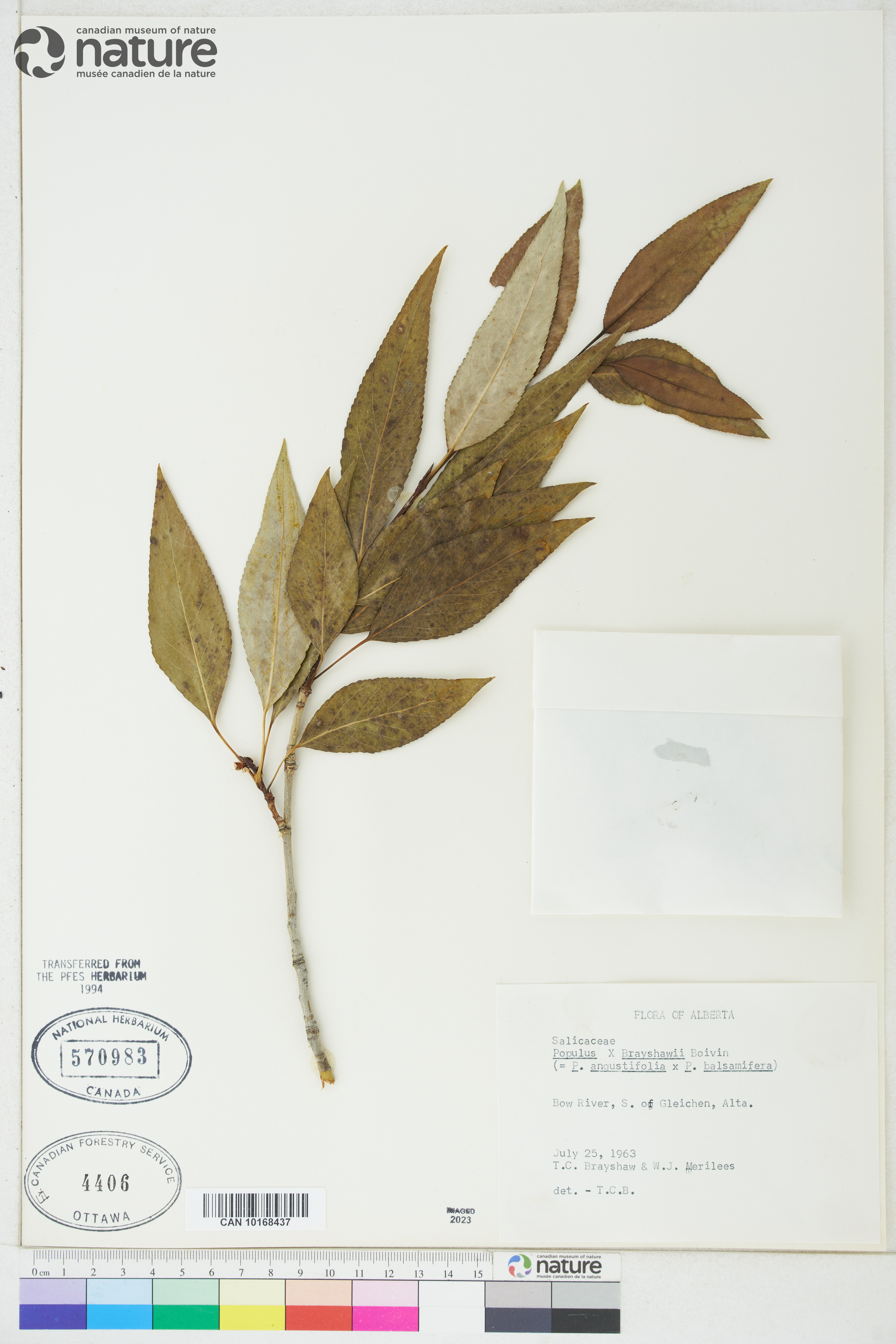 Populus brayshawii image