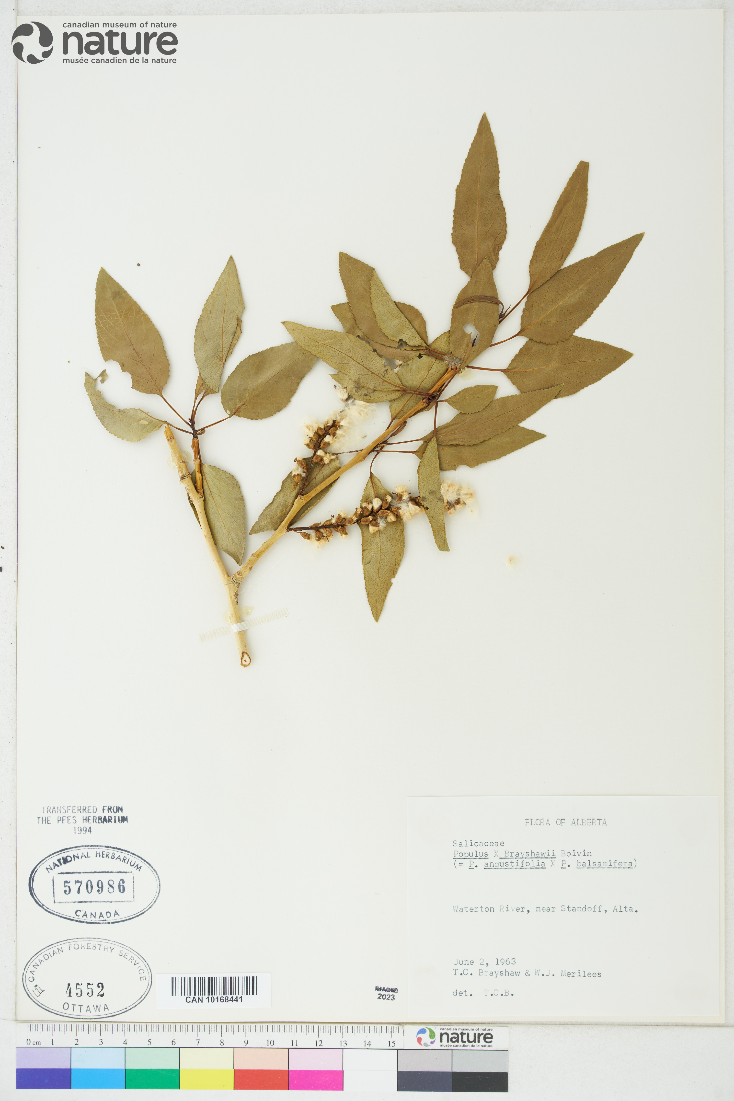 Populus brayshawii image