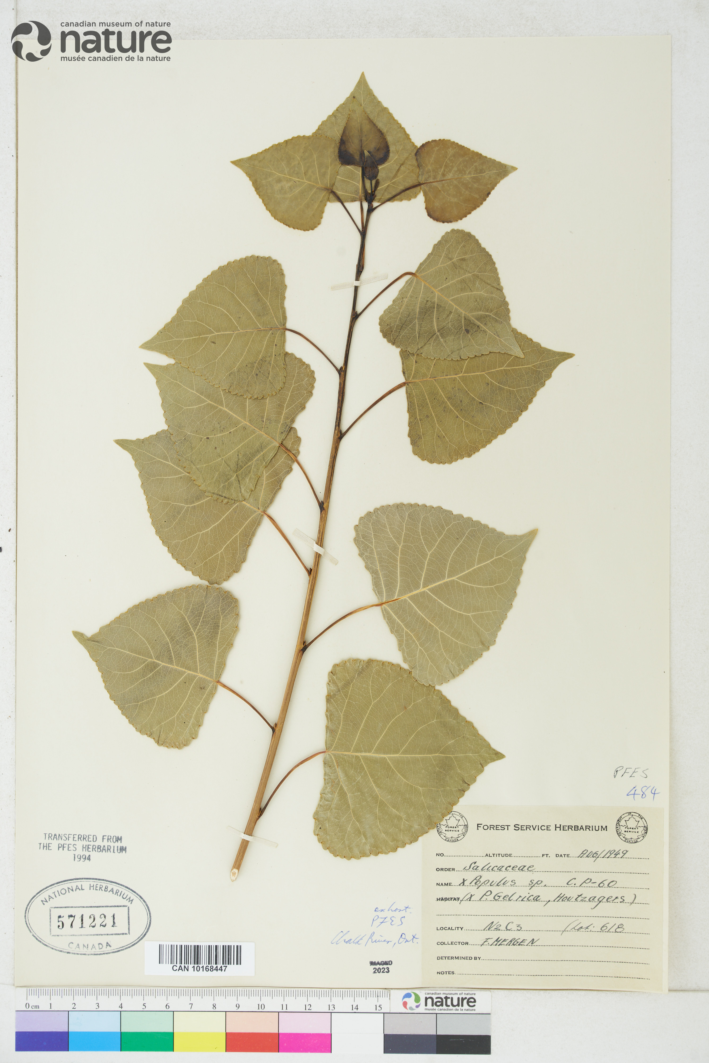 Populus canadensis image