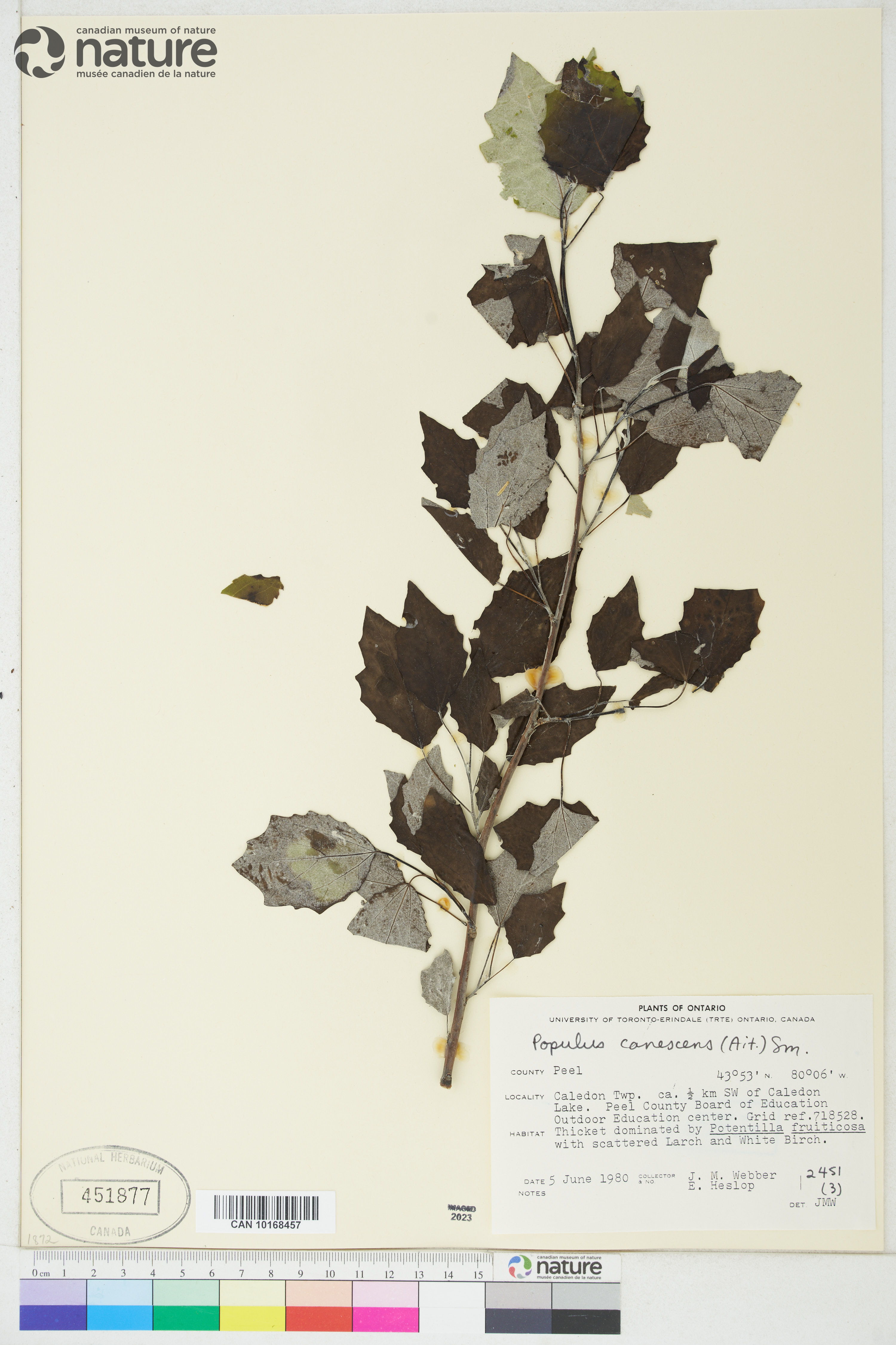 Populus × canescens image