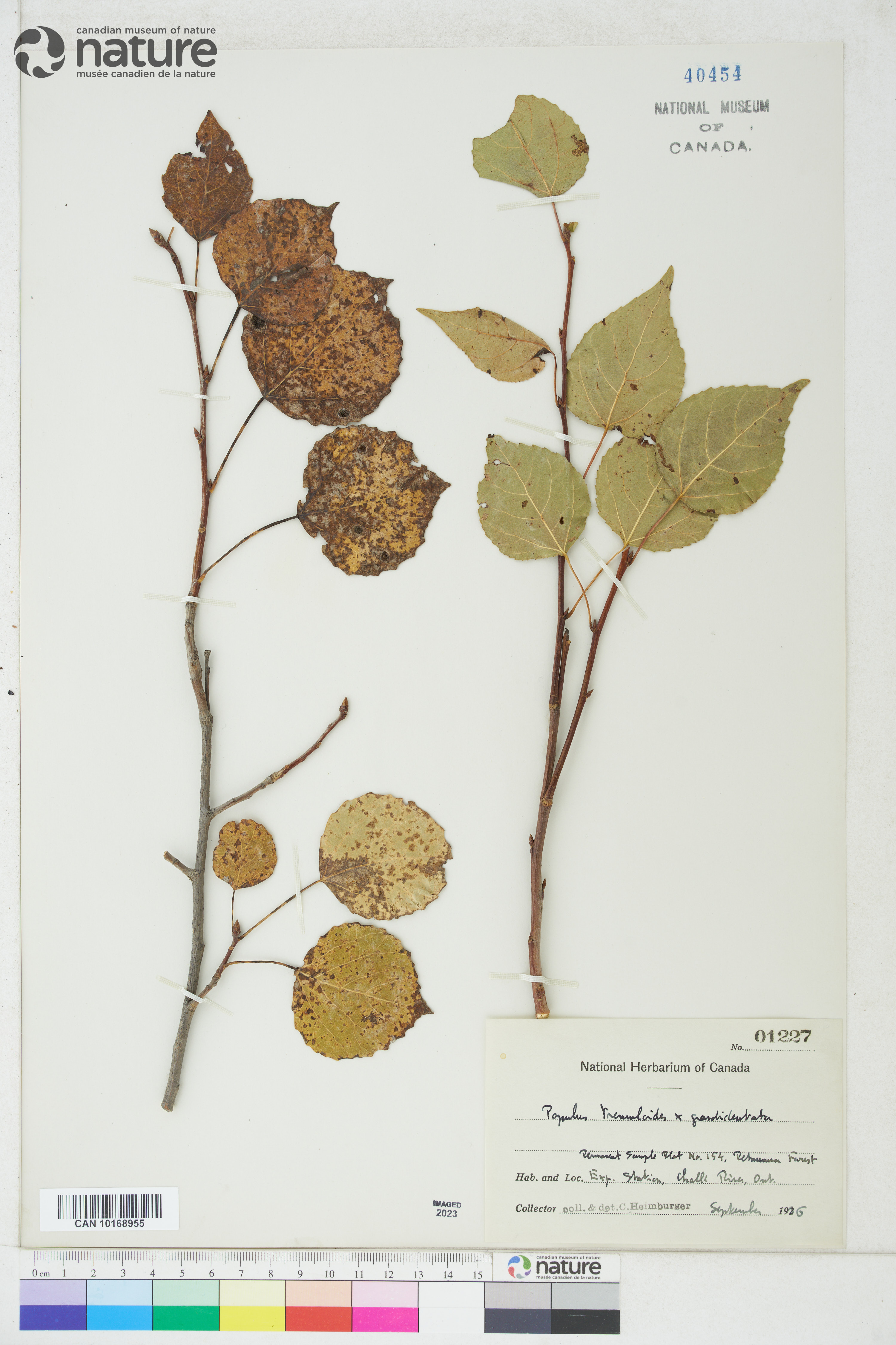 Populus smithii image