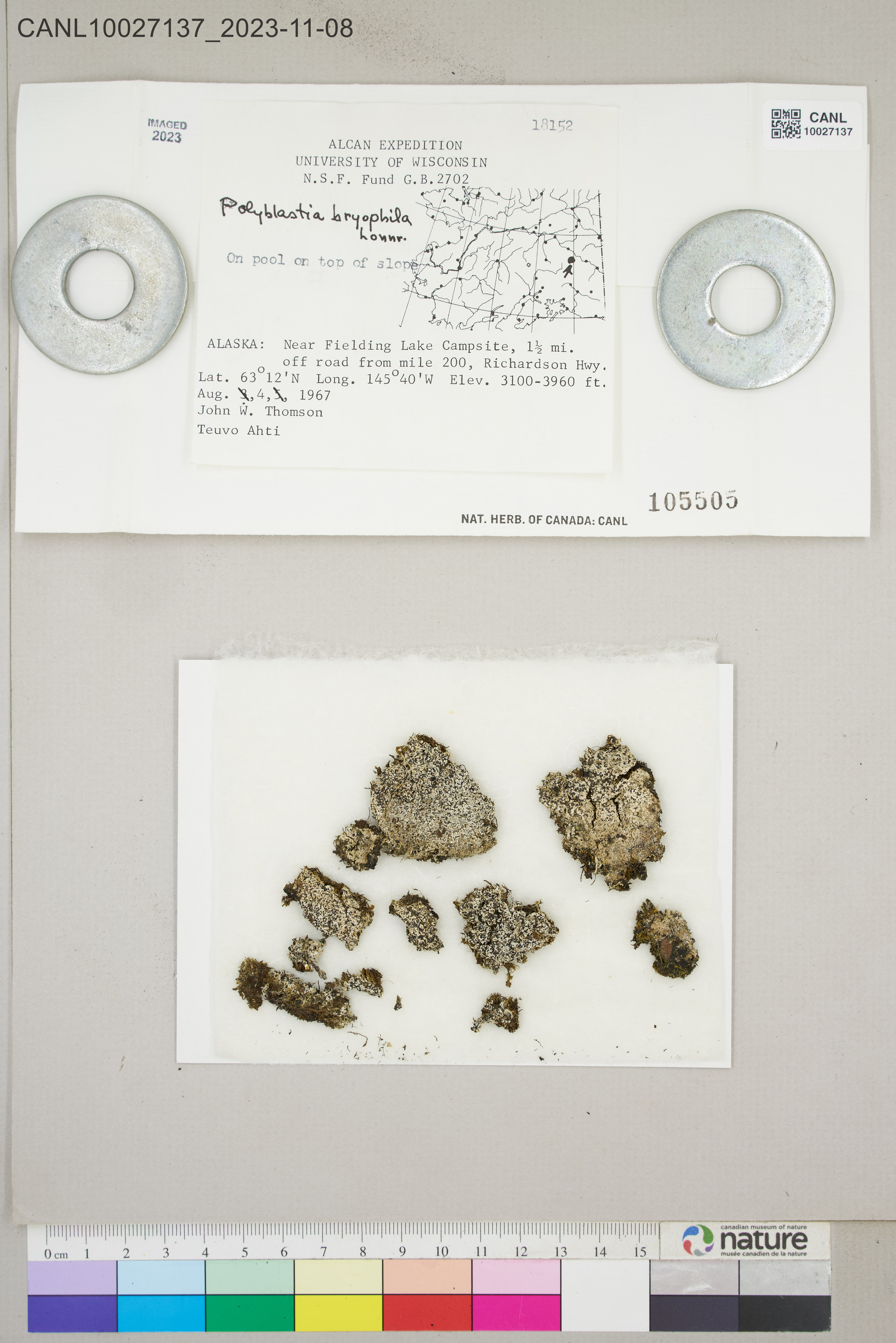 Polyblastia bryophila image