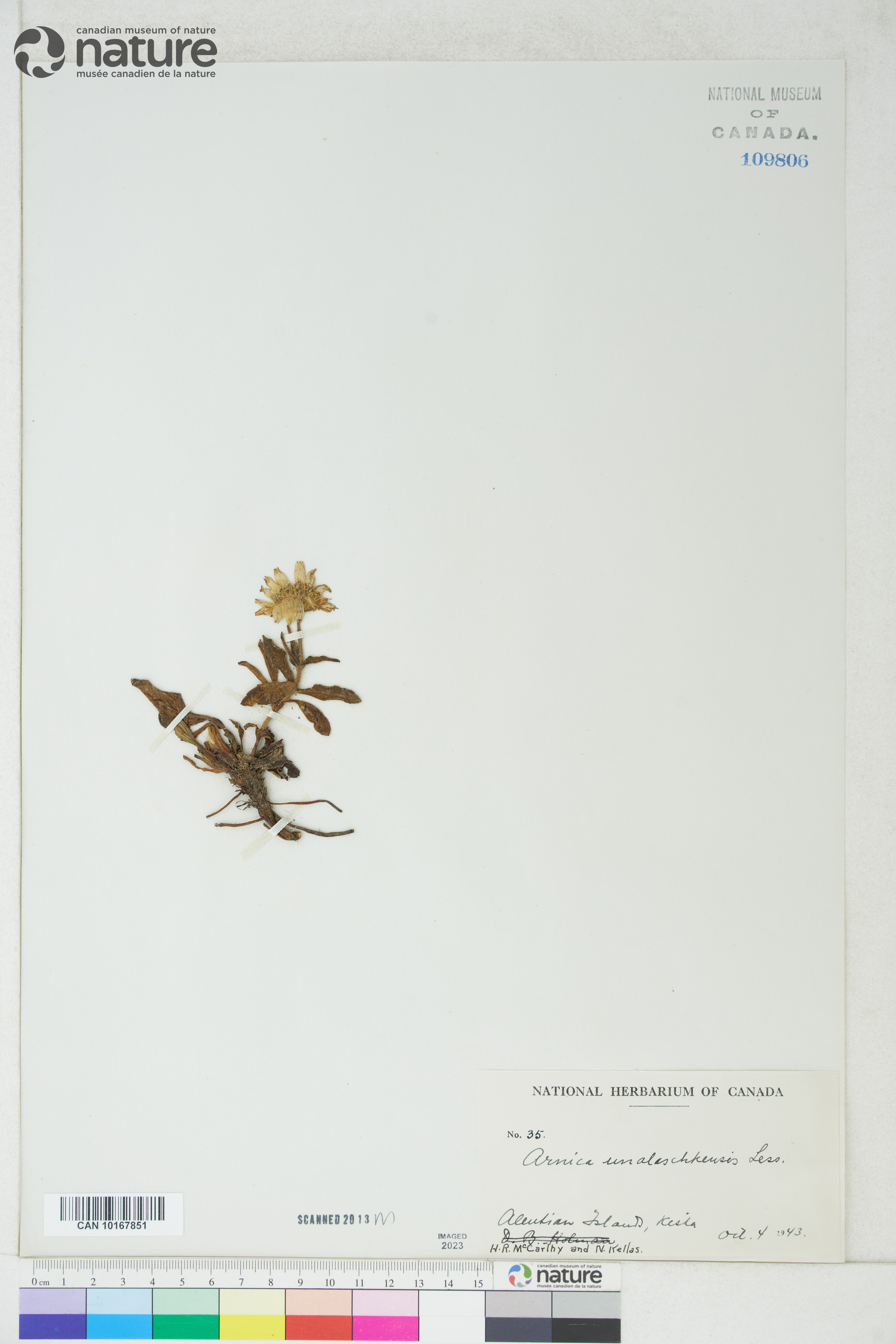 Arnica unalaschcensis image