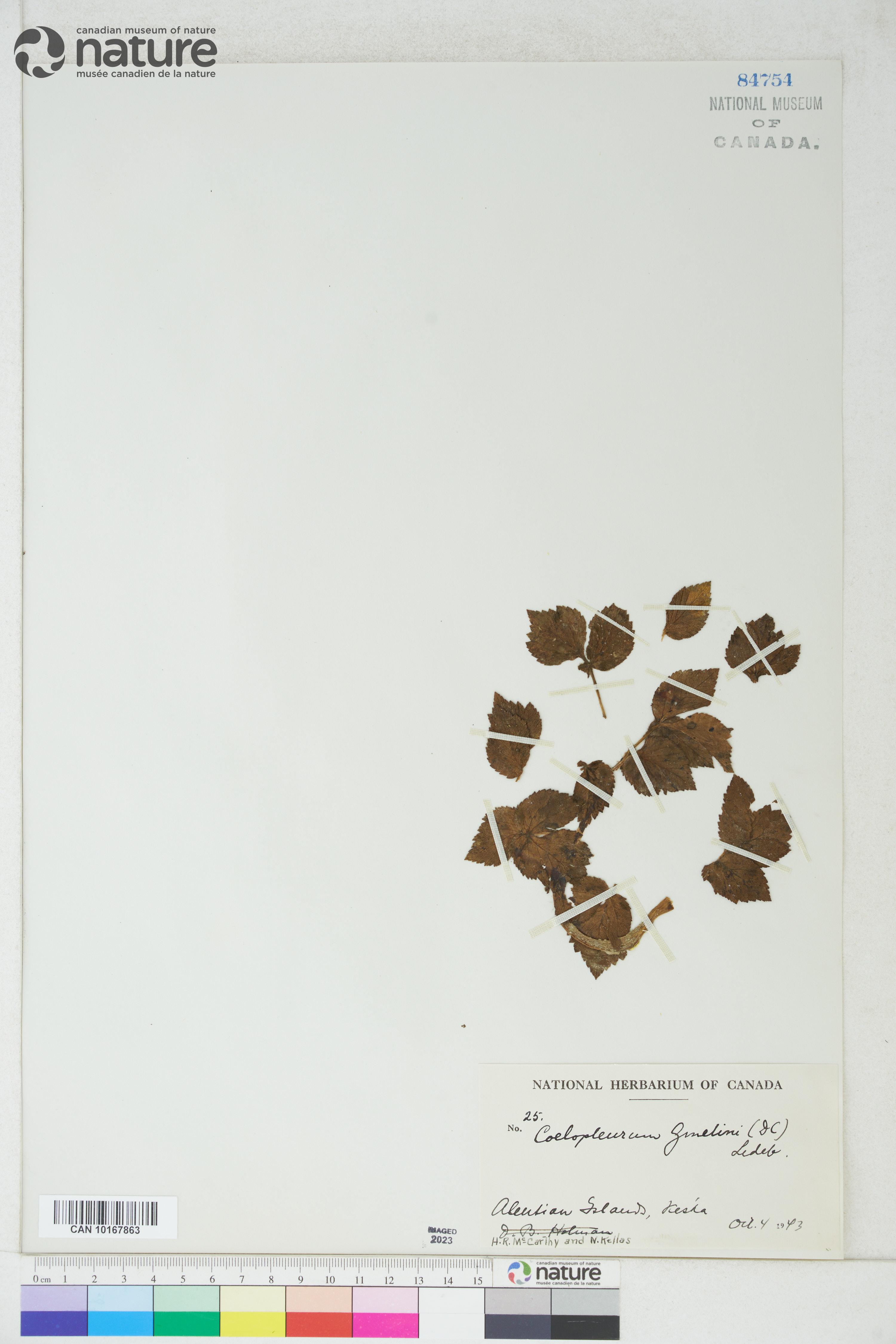 Angelica lucida image