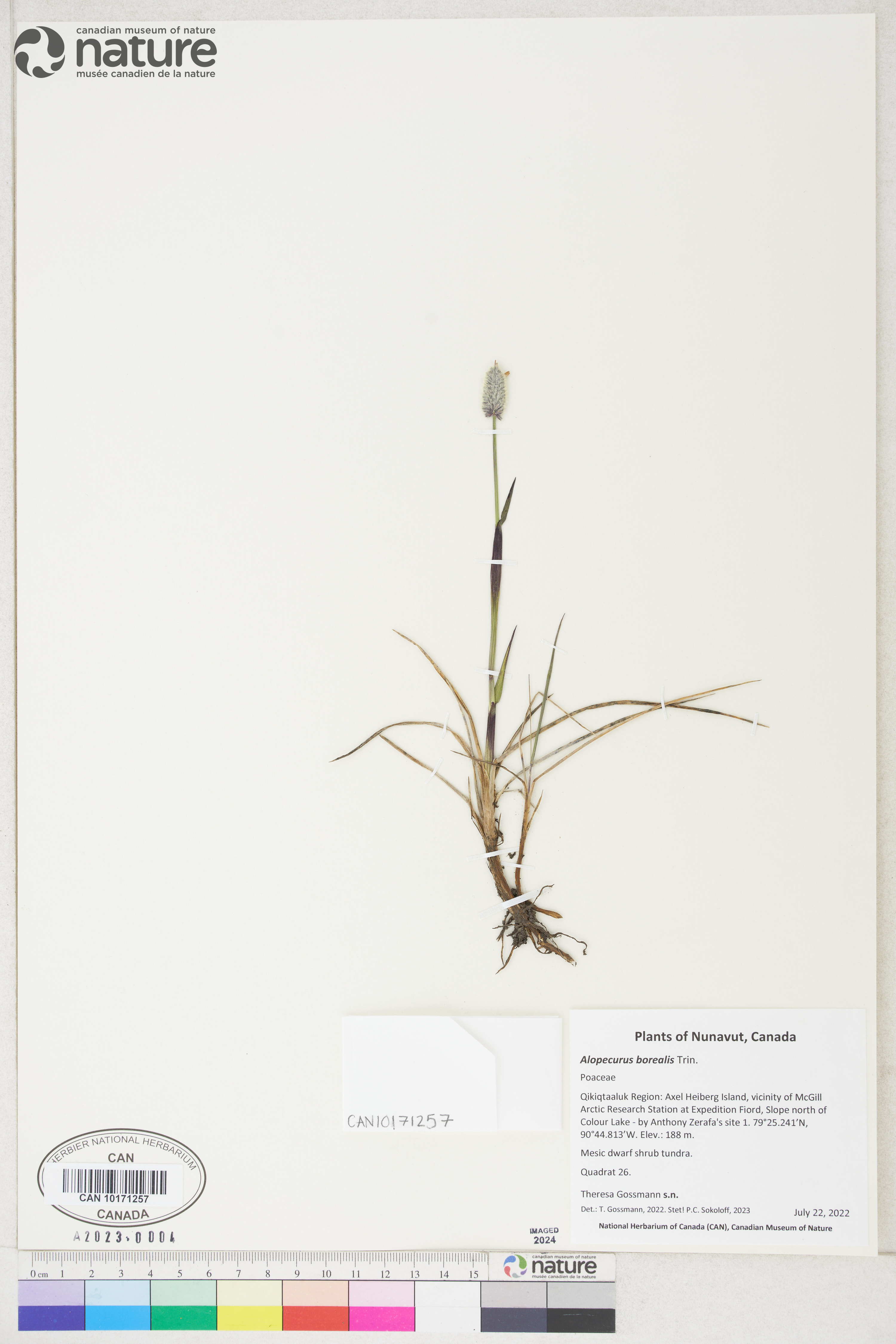 Alopecurus magellanicus image