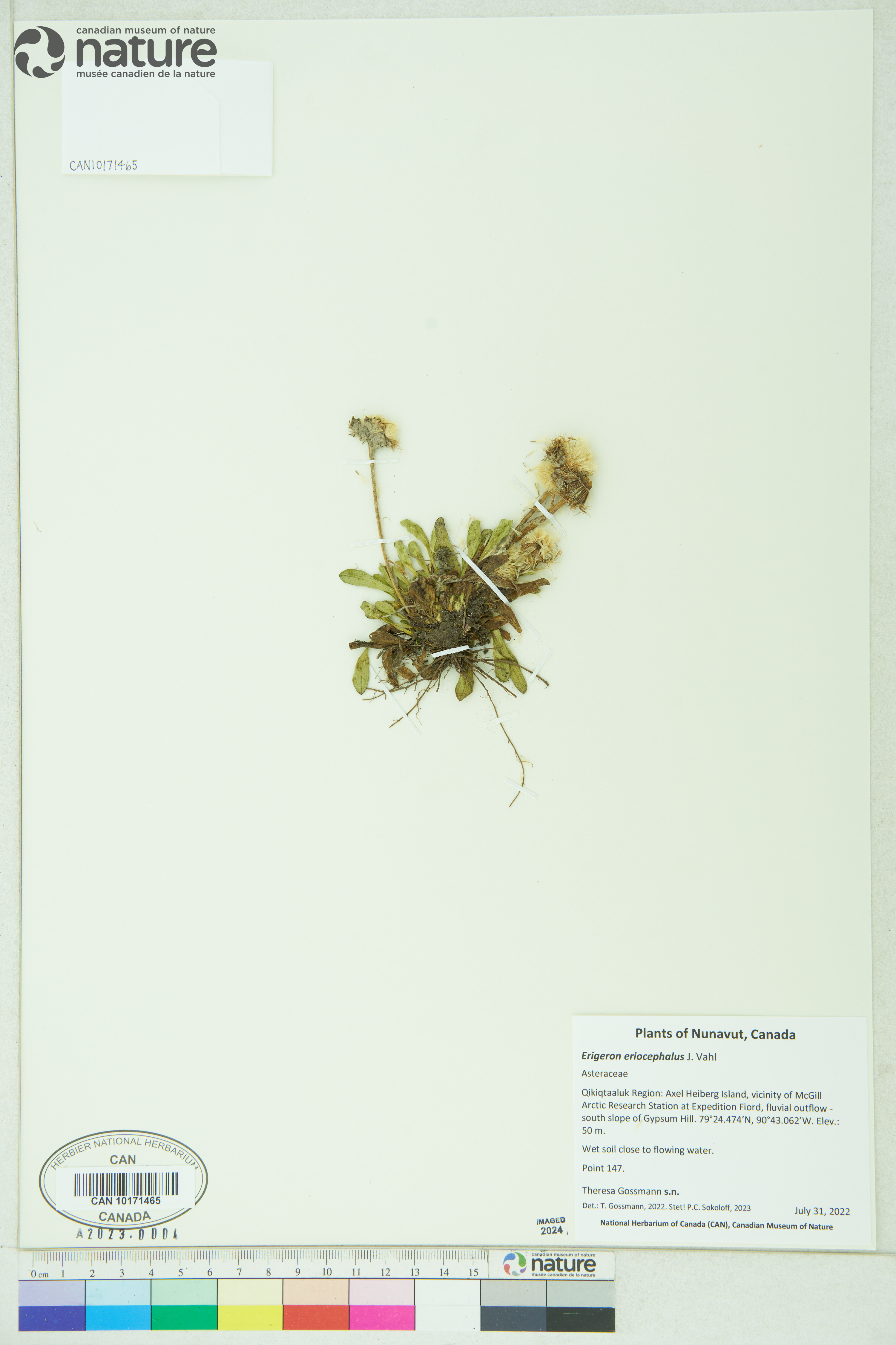 Erigeron uniflorus var. eriocephalus image