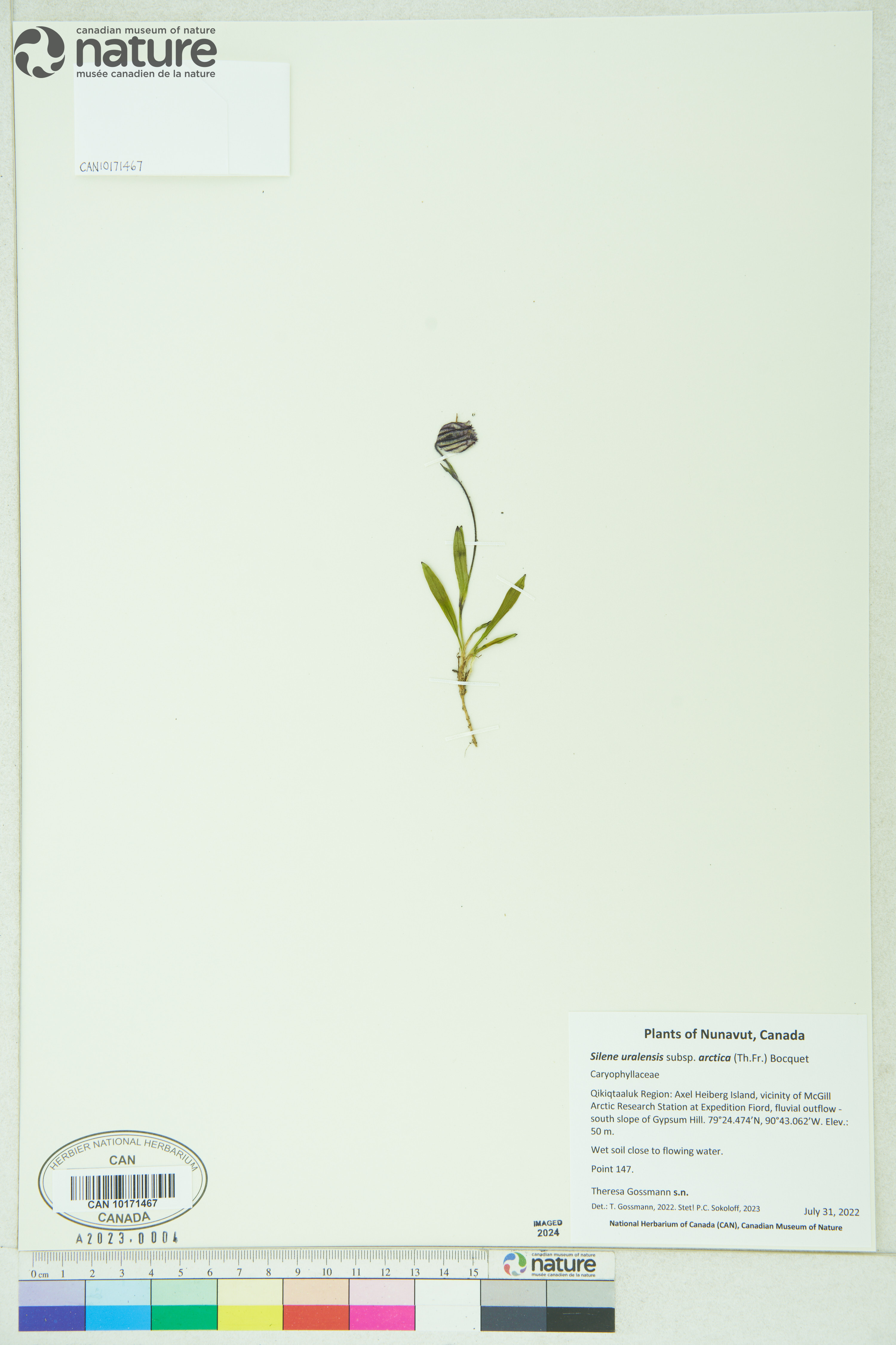 Silene uralensis subsp. uralensis image